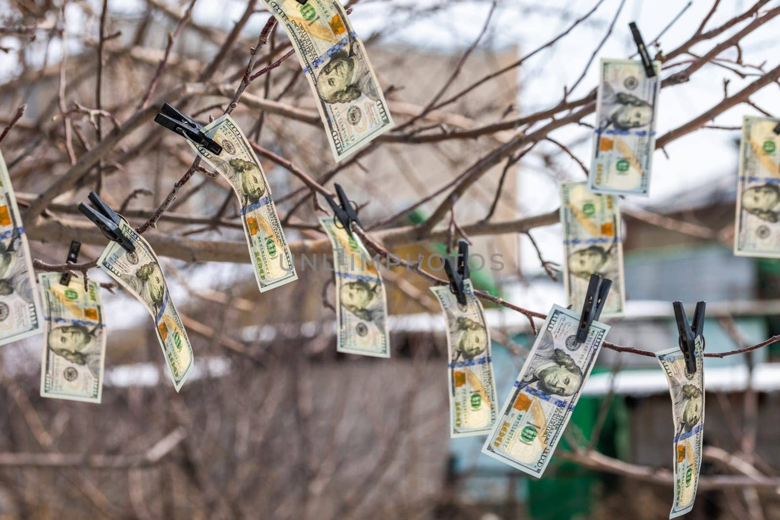 hundred-dollar bills hanging on leafless spring tree branch, secured with clothespins, symbolizing money laundering or financial dealings