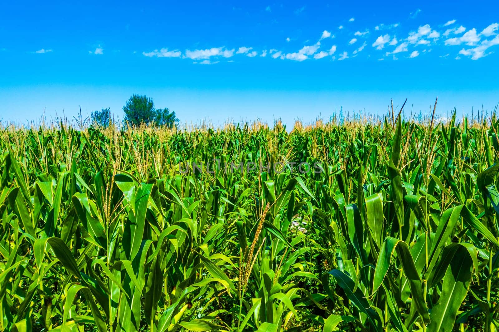 Lively and vibrant corn plants are thriving beautifully in sunny weather with a clear blue sky above them