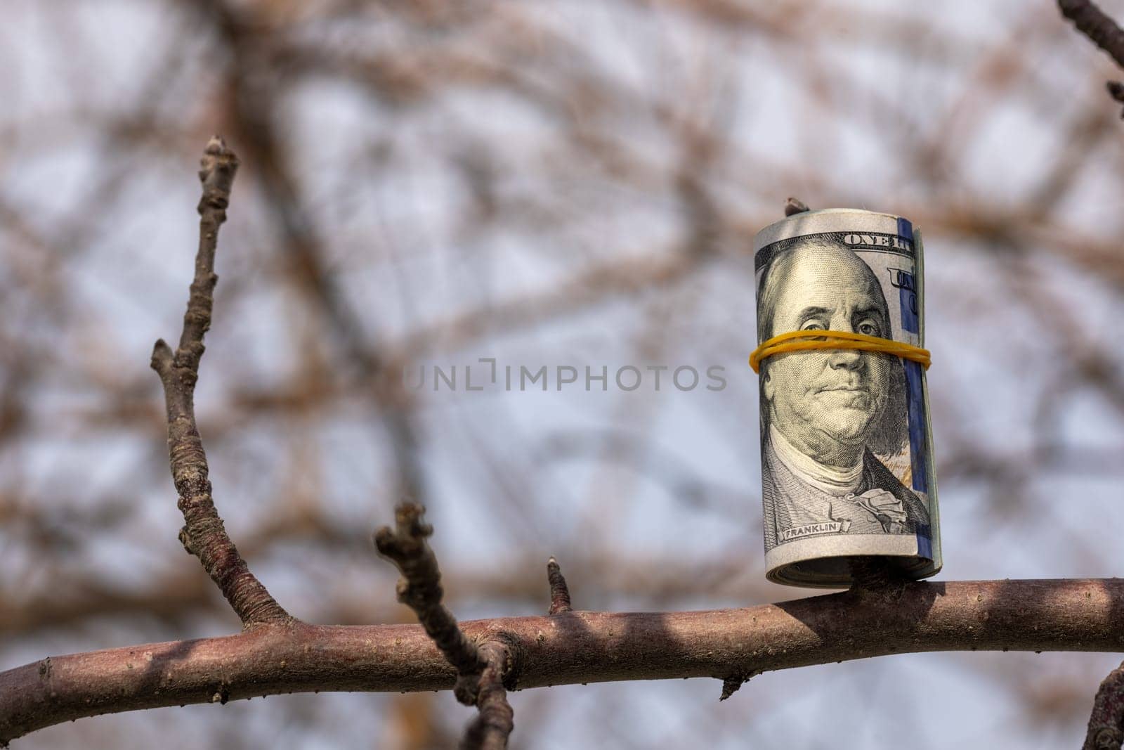 roll of hundred us dollar banknotes hanging on a leafless tree branch