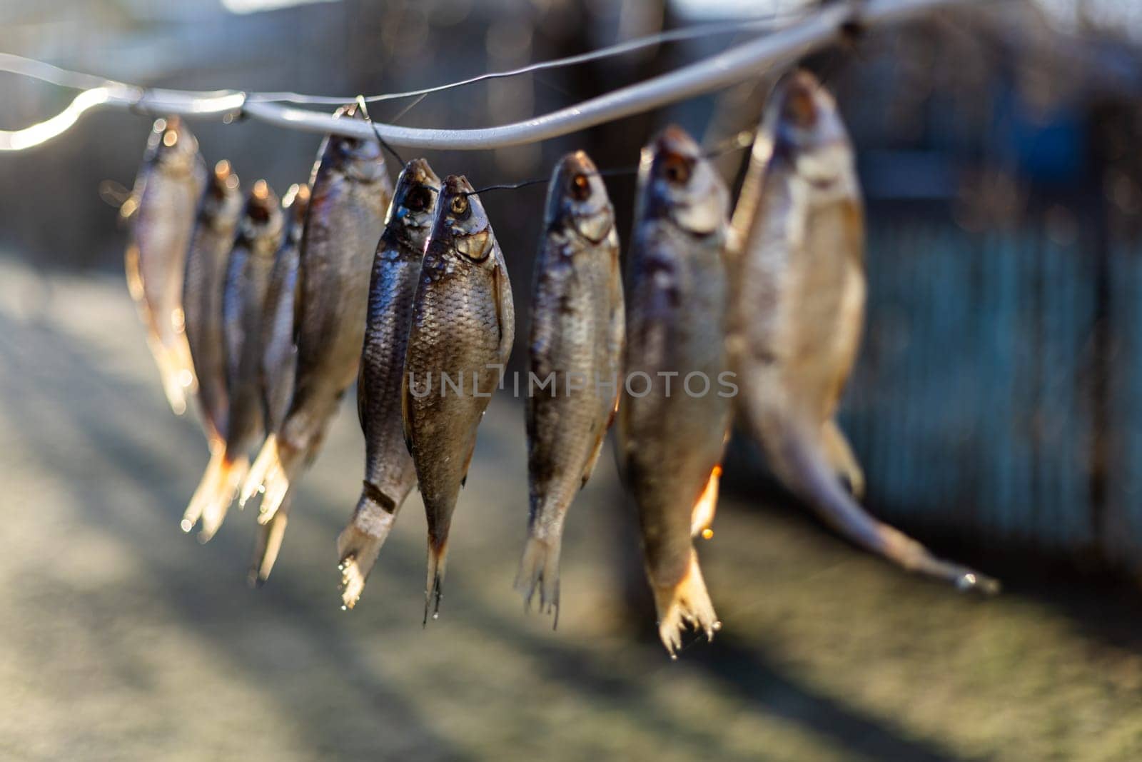 salted fish drying on a rope outside at sunny morning