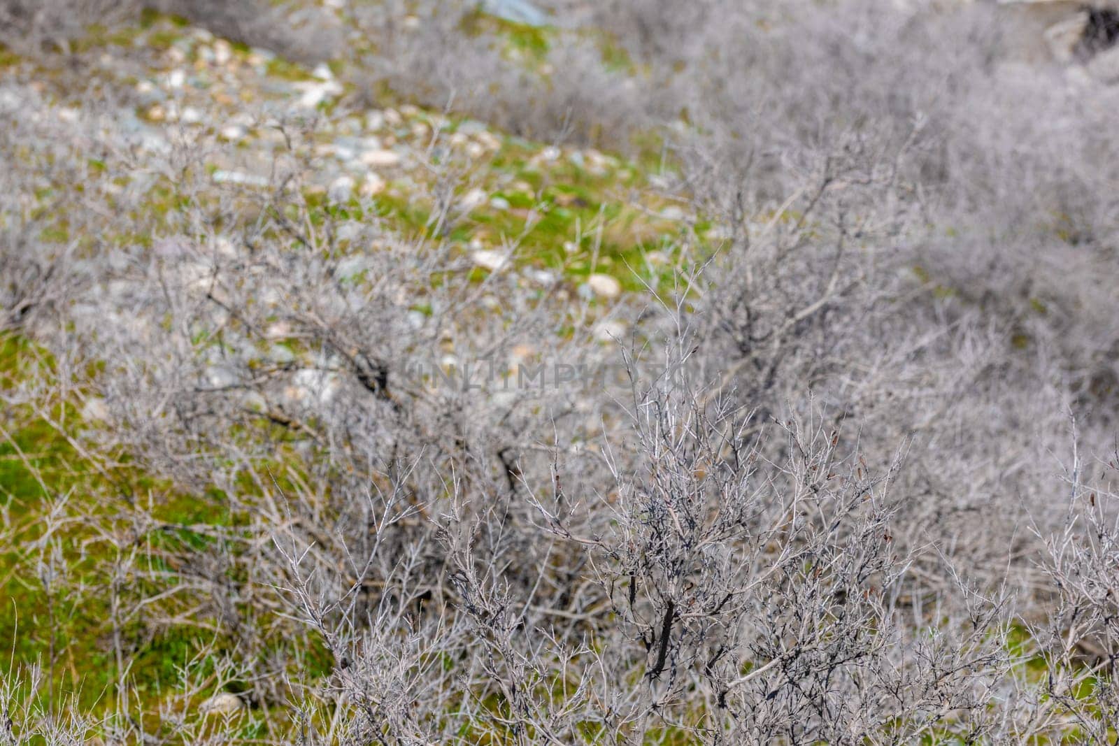 dry gray low bushes at sunny spring day, close full-frame view