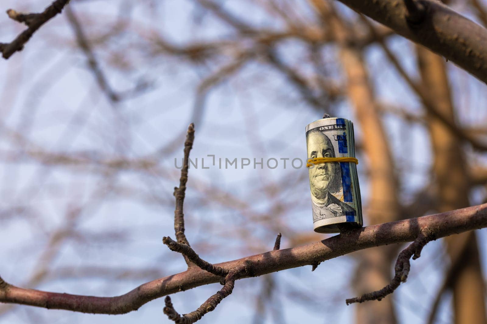 roll of hundred us dollar banknotes hanging on a leafless tree branch