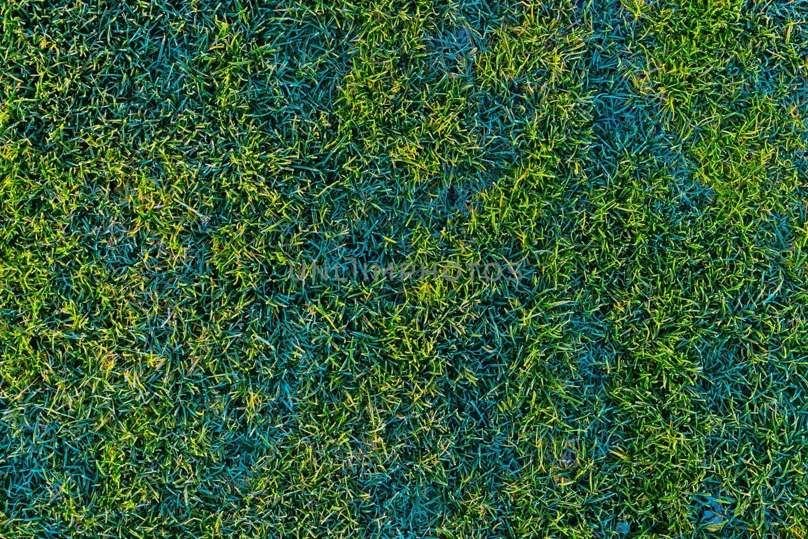 green grass lawn covered with morning hoarfrost texture and full-frame background