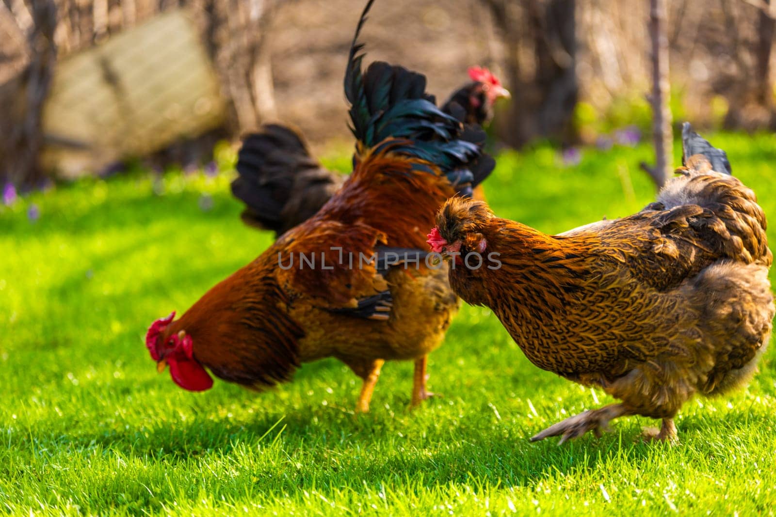 A vibrant and lively scene depicting free-range chickens along with a rooster foraging in the lush green grass