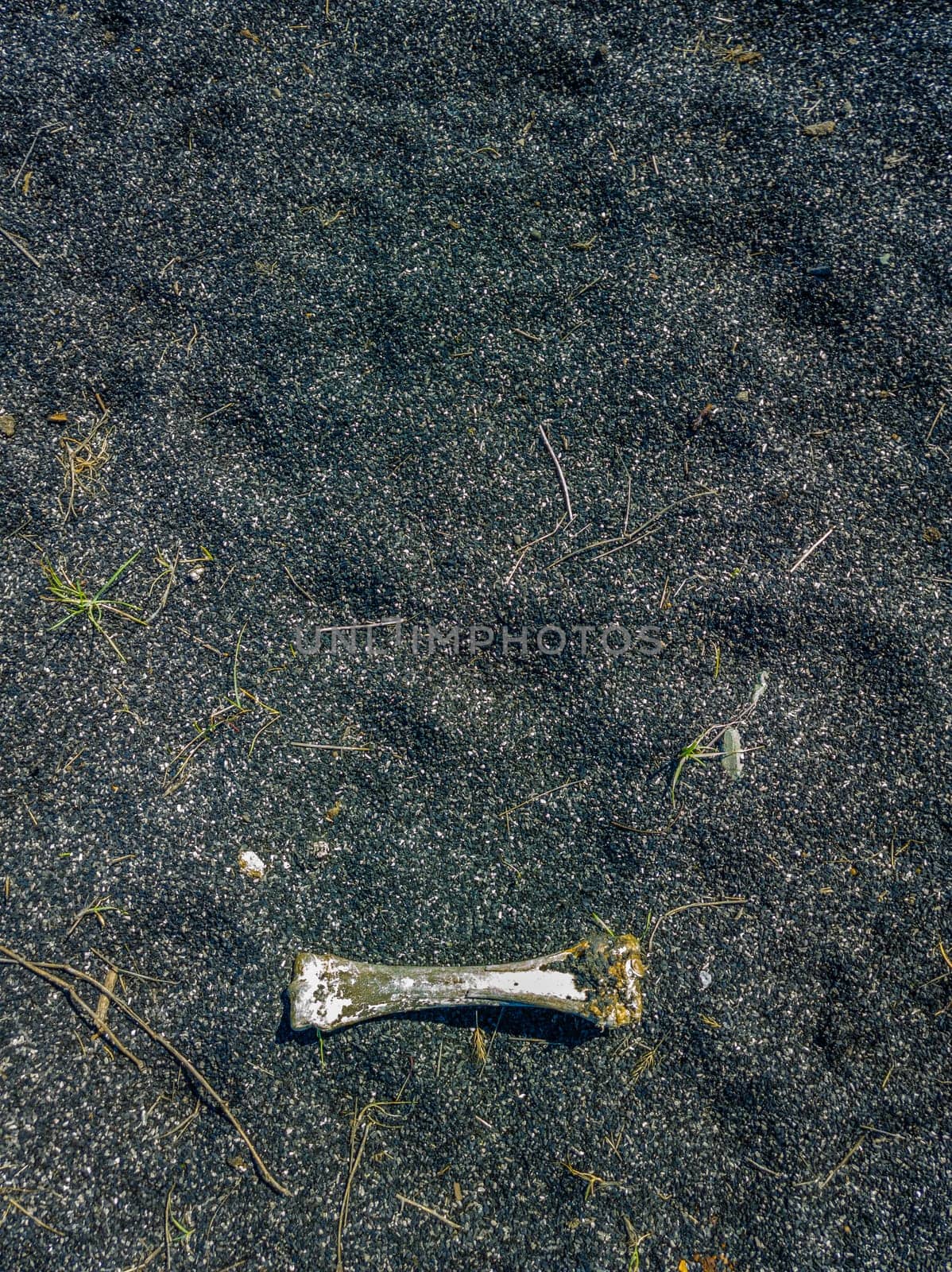 bone laid on black sand or ashes surface under direct sun light, high angle view