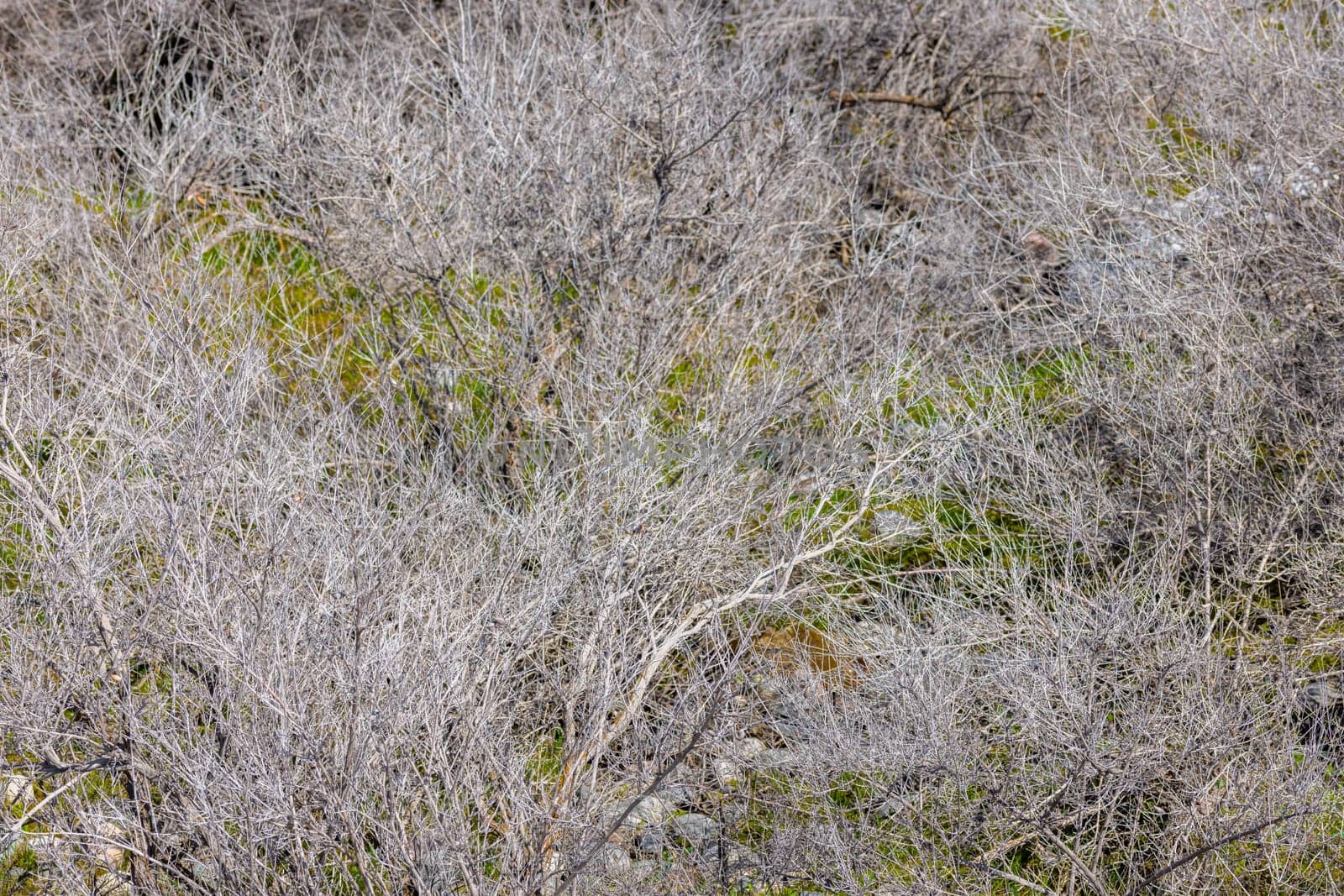 dry gray low bushes at sunny spring day, close full-frame view