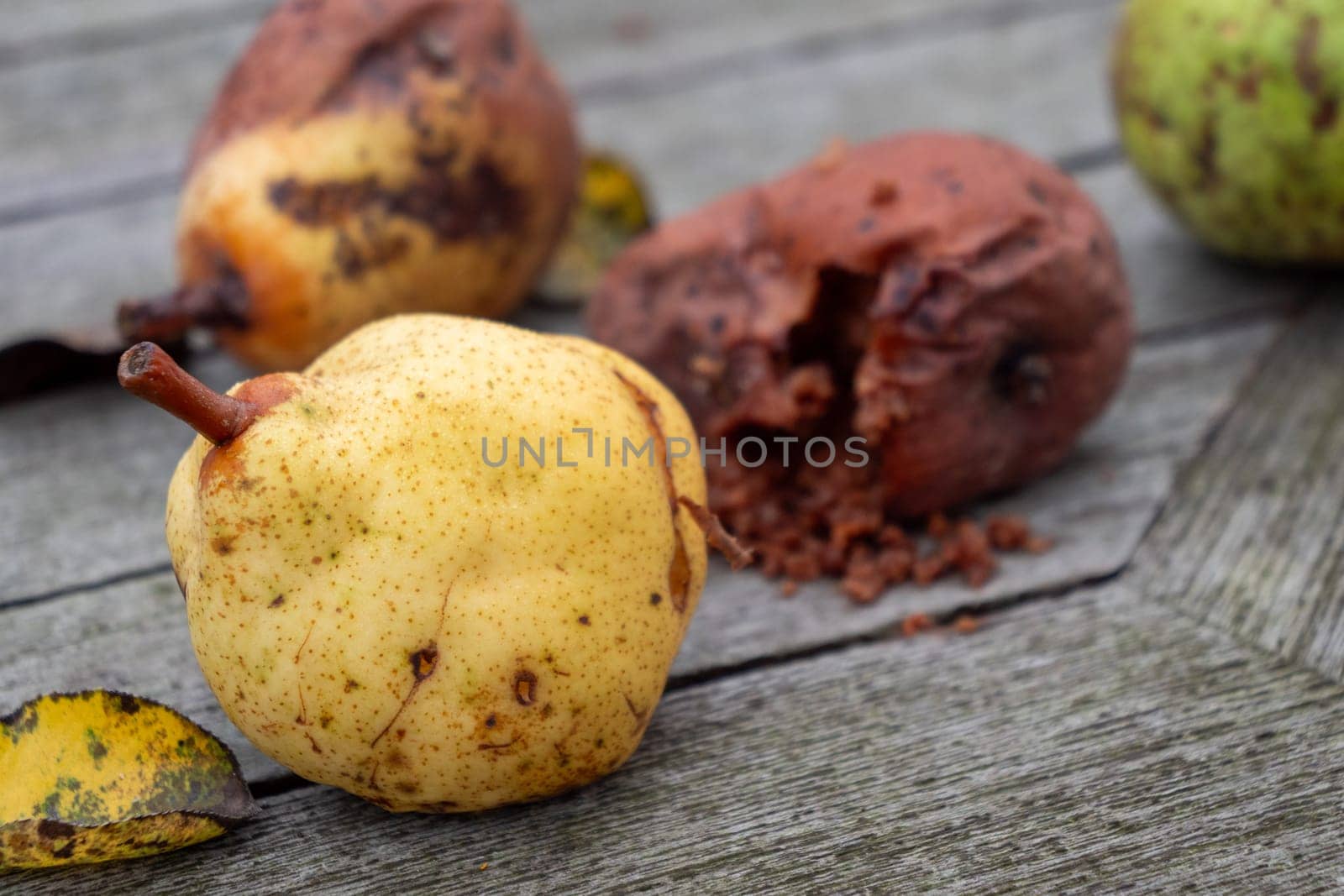 A rotten pear sits on a wooden table. The scene is somewhat sad and melancholic, as the once delicious fruit has now become inedible