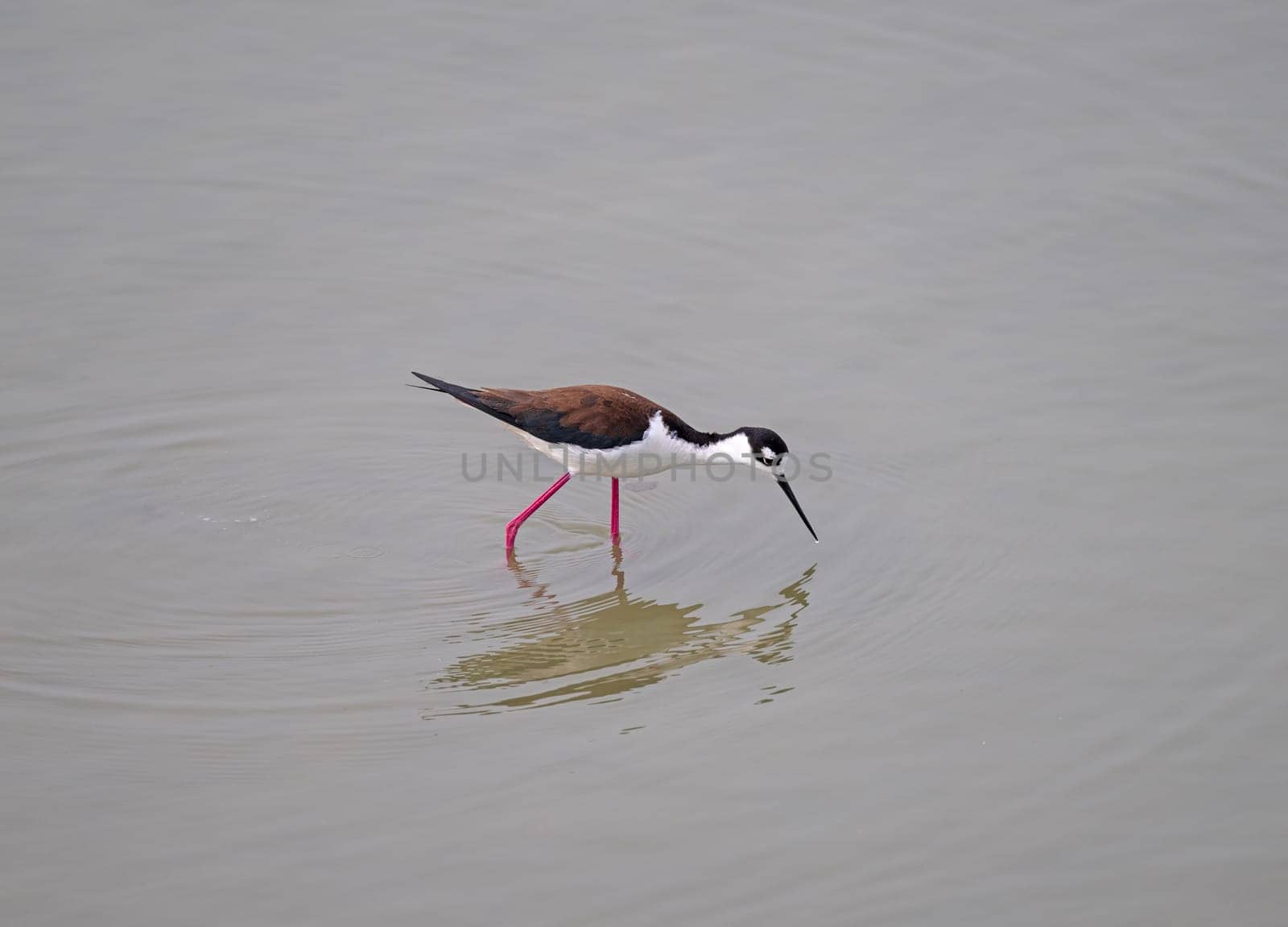 Black necked Stilt Searching in Calm Waters in the Port Aransas Birding Center in Texas