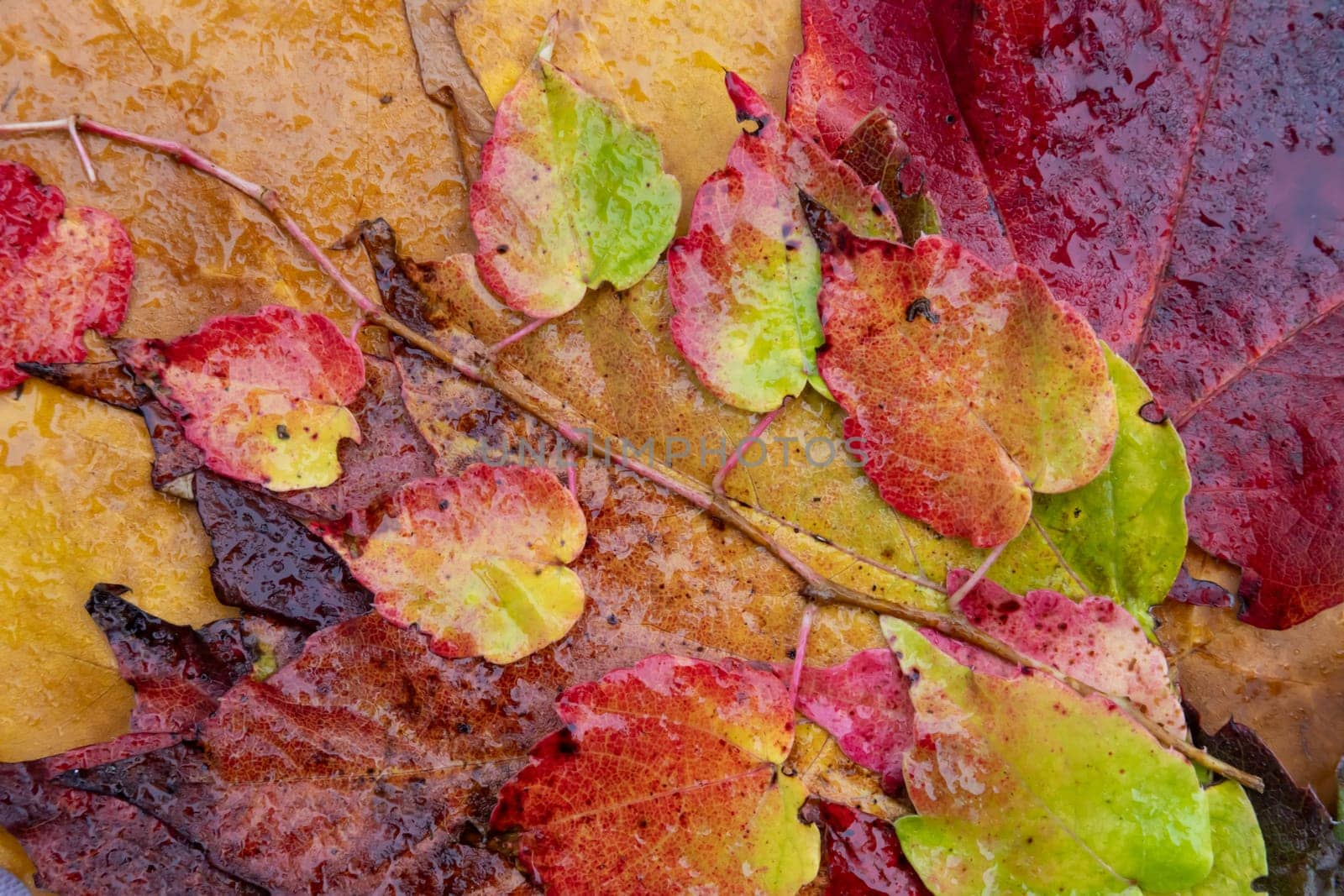 several colourful autumn leaves