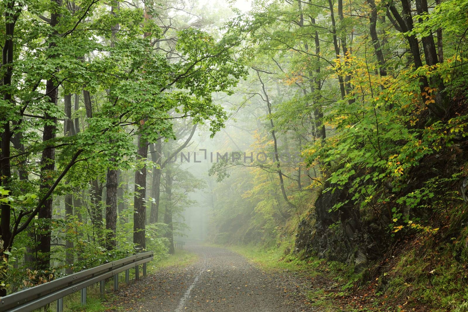 Path through the autumn beech forest in foggy weather