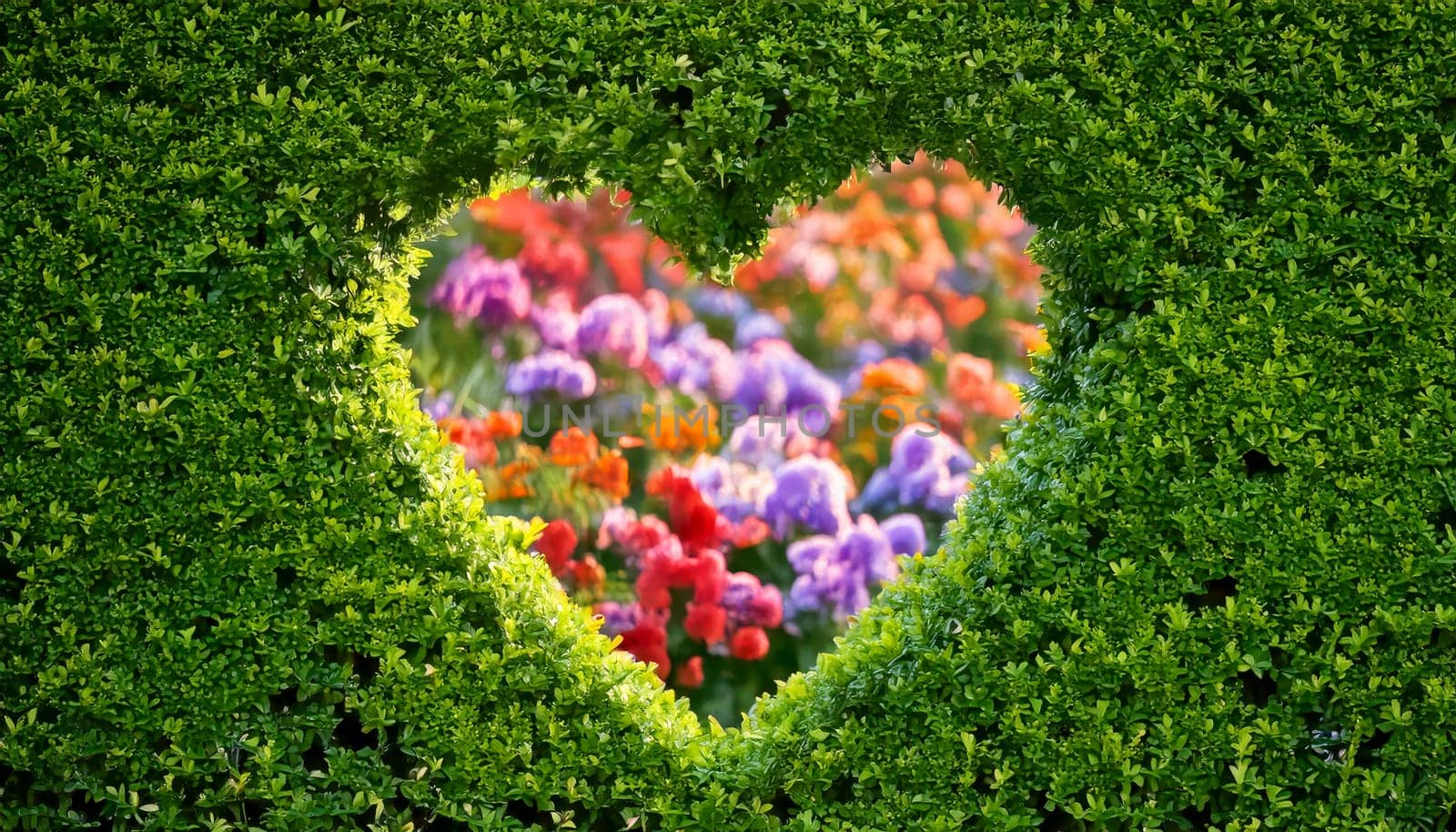 Privacy protection with a privet hedge, which still allows a view to the next door in the shape of a heart.
