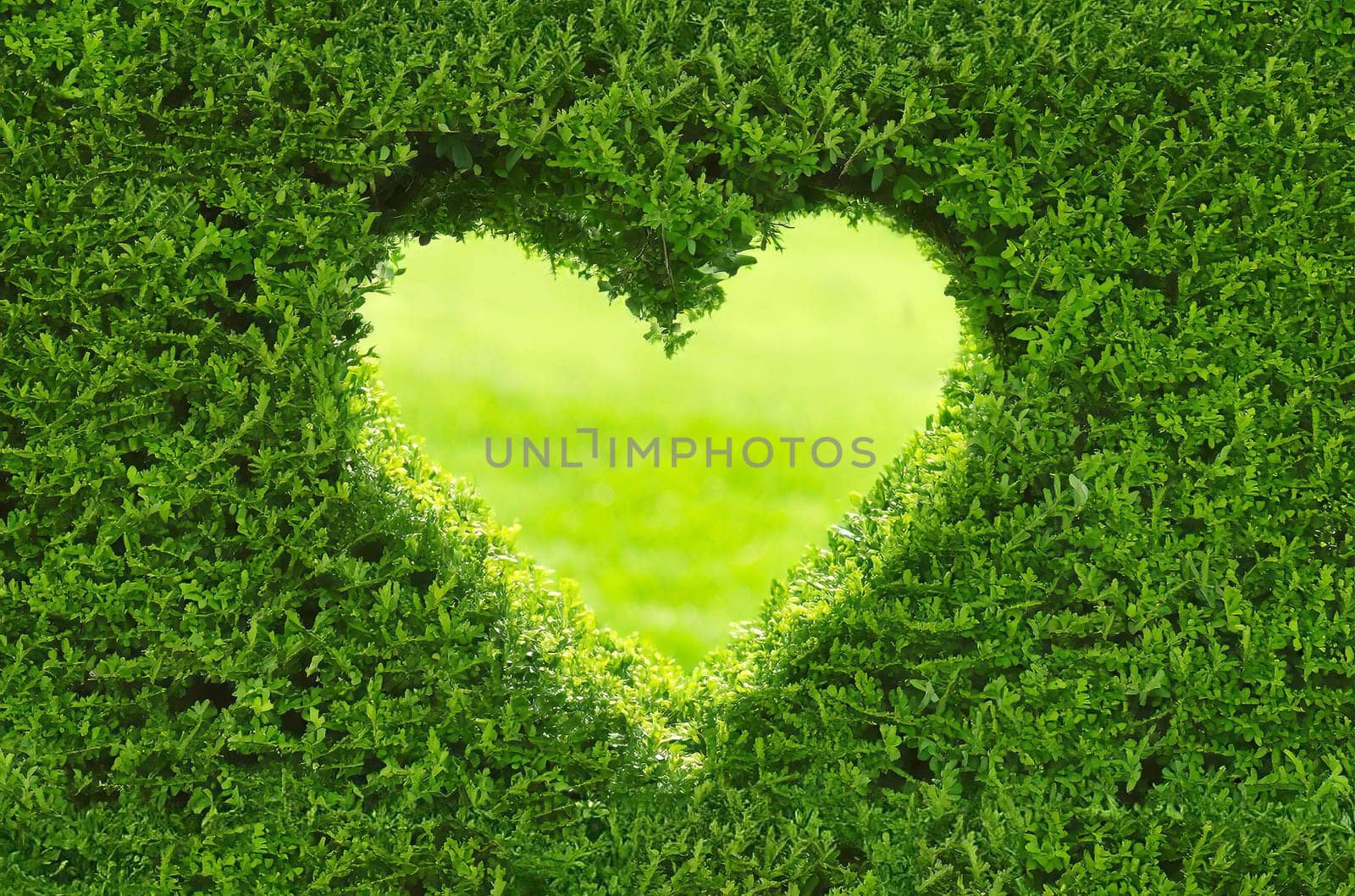 Privacy protection with a privet hedge, which still allows a view to the next door in the shape of a heart.