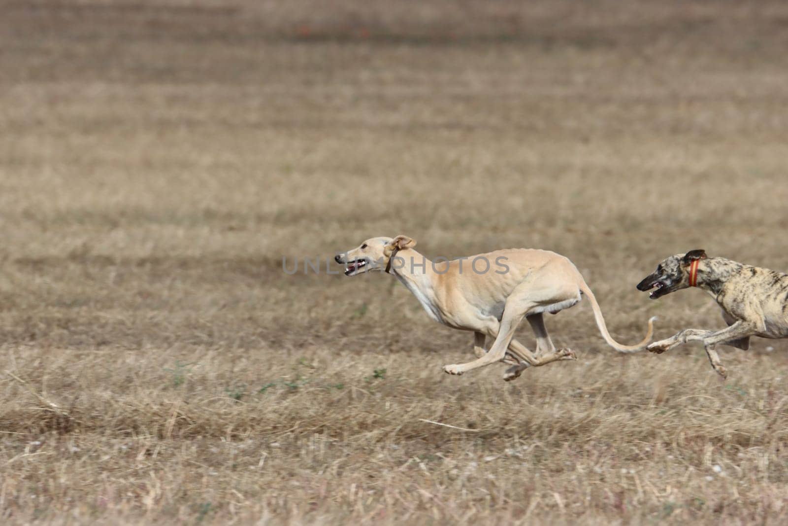 beautiful fast spanish greyhound dog energy hunting race