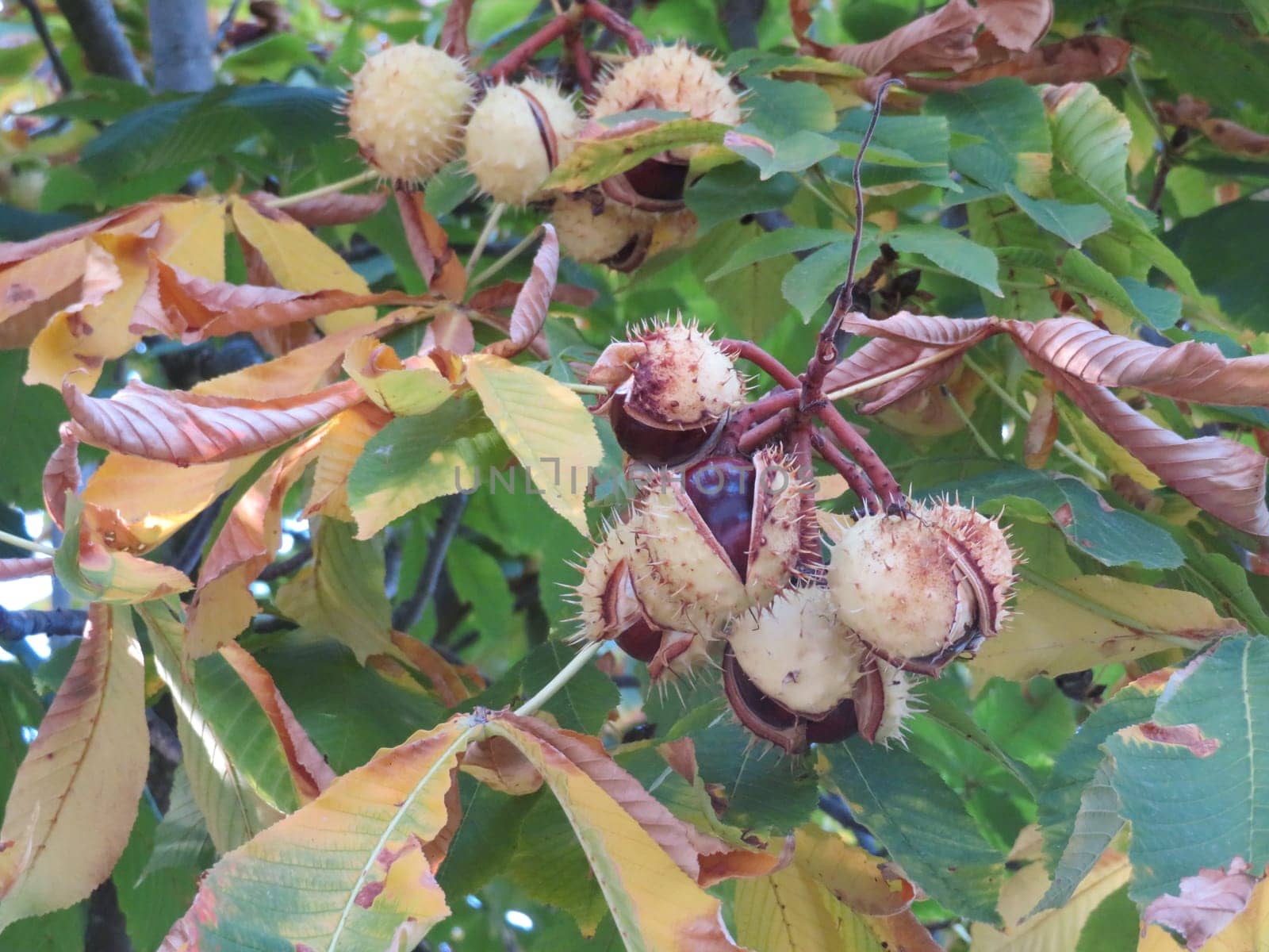 chestnuts fruit thorns natural color coming out seed protection