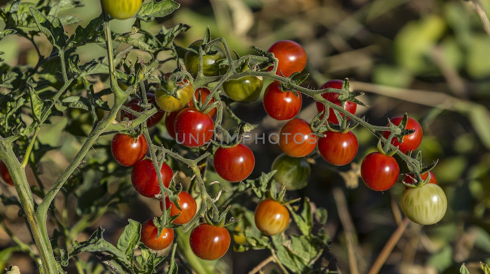 A vibrant photo of ripe, red tomatoes clustered on the vine, basking in natural sunlight within an open field. Grown without chemicals, these tomatoes showcase the purity of organic agriculture, emphasizing fresh, wholesome produce cultivated in harmony with nature.