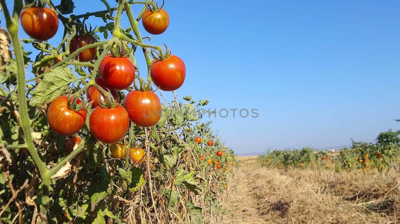 A vibrant photo of ripe, red tomatoes clustered on the vine, basking in natural sunlight within an open field. Grown without chemicals, these tomatoes showcase the purity of organic agriculture, emphasizing fresh, wholesome produce cultivated in harmony with nature.