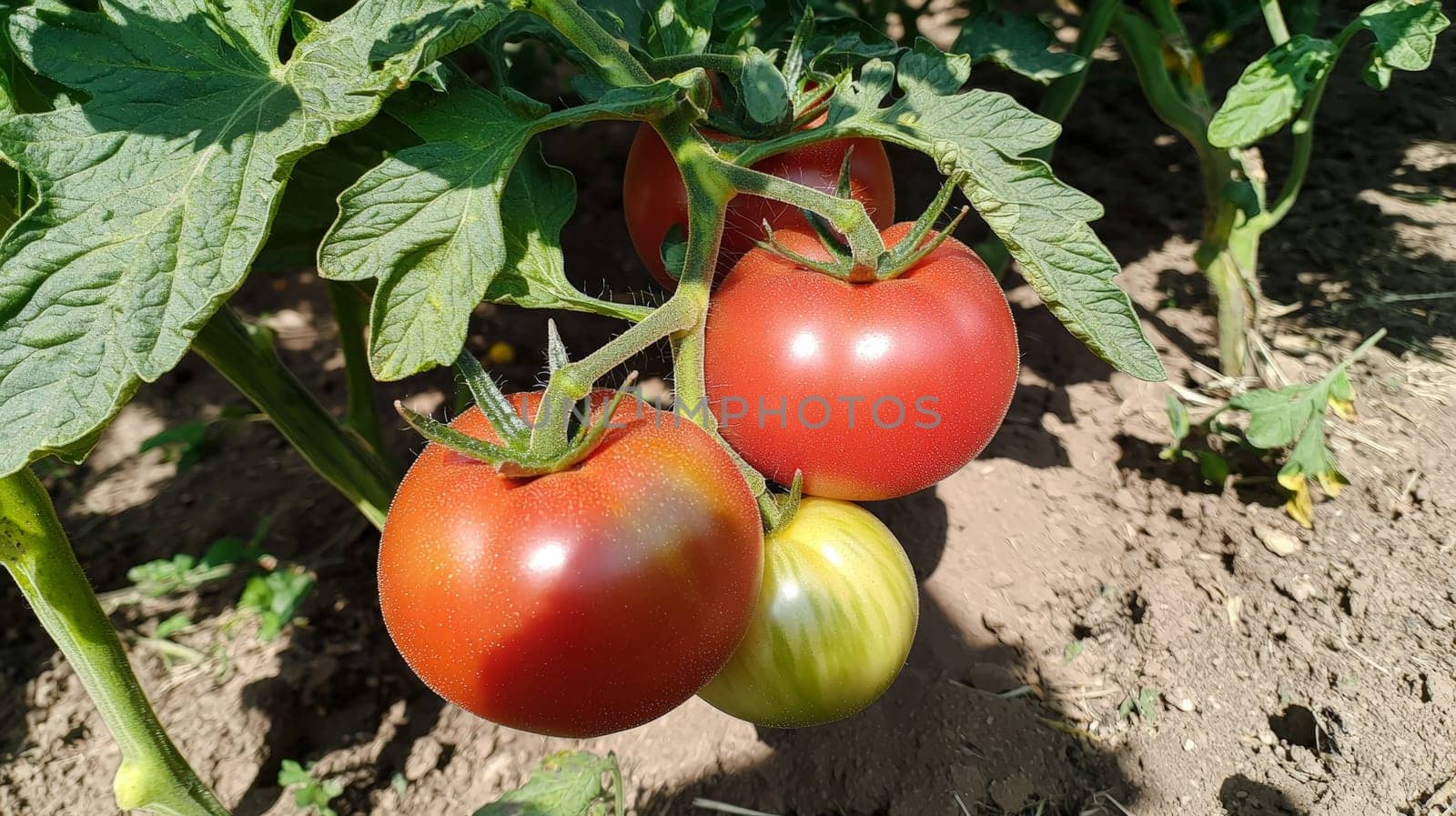 A vibrant photo of ripe, red tomatoes clustered on the vine, basking in natural sunlight within an open field. Grown without chemicals, these tomatoes showcase the purity of organic agriculture, emphasizing fresh, wholesome produce cultivated in harmony with nature.