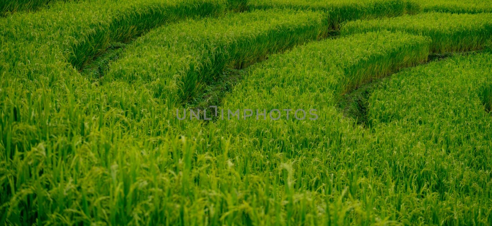 Landscape of green rice terrace with sunlight. Nature landscape. Green rice farm. Terraced rice fields. Travel destinations. Green environment. Organic rice farm. Green agricultural landscape.