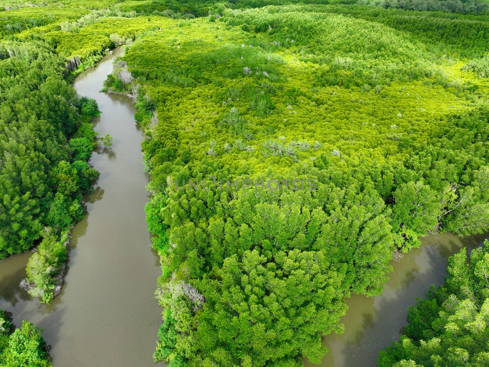 Aerial view green mangrove forest. Natural carbon sinks. Mangroves trees capture CO2. Blue carbon ecosystems. Mangroves absorb carbon dioxide emissions and mitigating global warming. Green ecosystem.