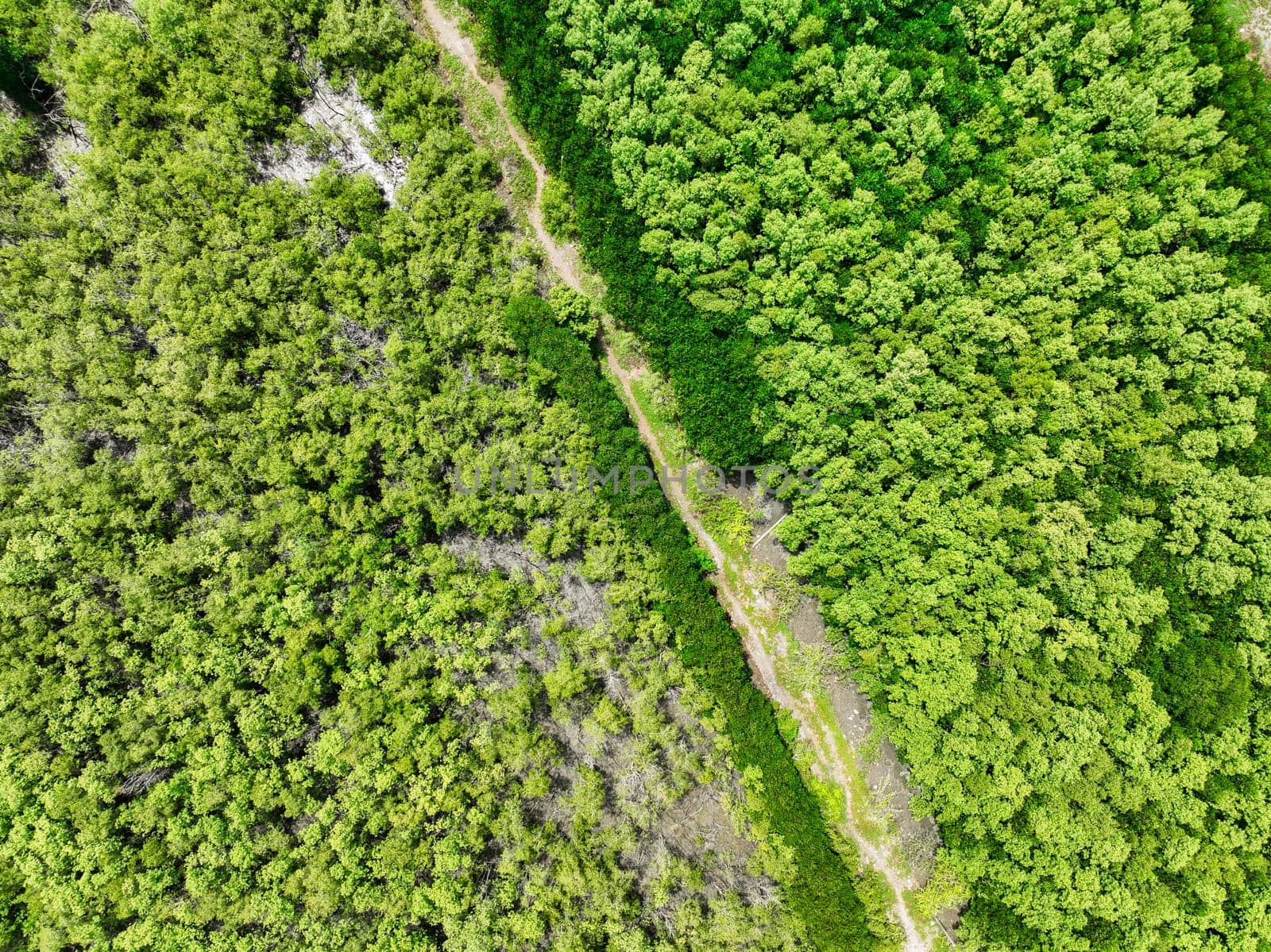 Aerial top view of green forest and forest trail. Drone view of green trees captures CO2. Green trees background for carbon neutrality and net zero emissions concept. Sustainable green environment.