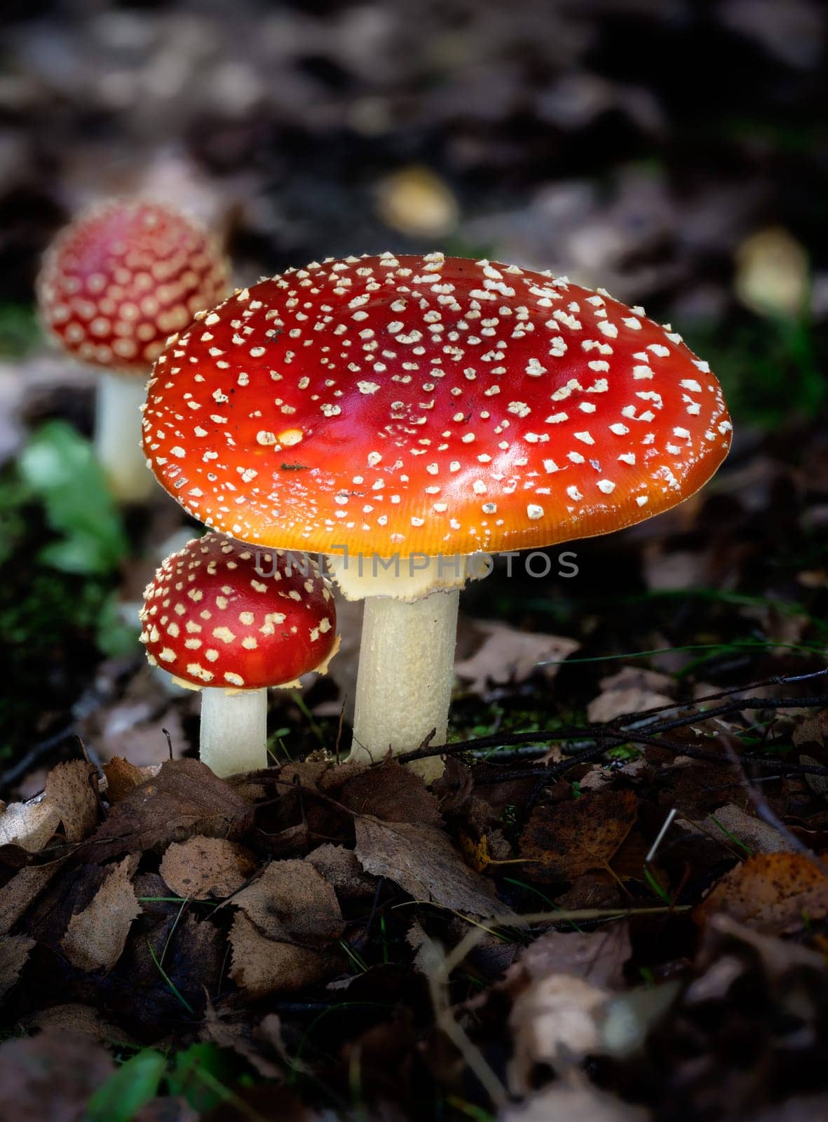 Group of red fly agaric musrooms in the forest