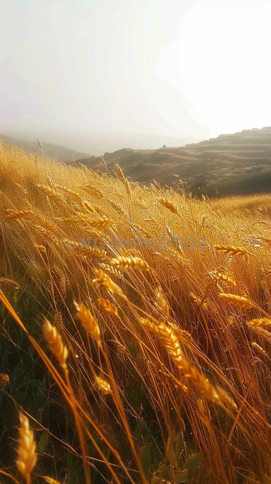 Golden fields of wheat swaying in the breeze