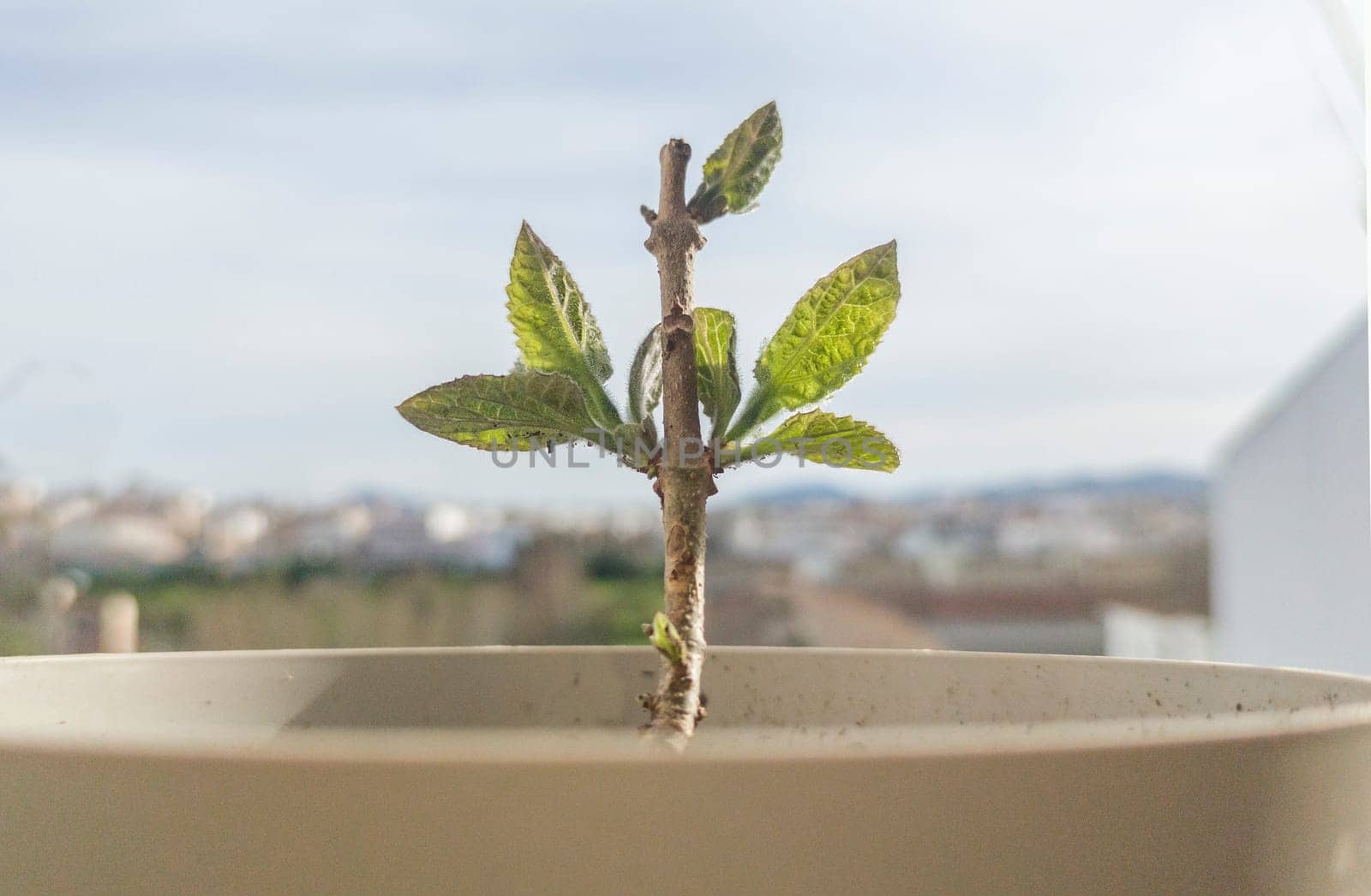 Paulownia tomentosa cutting growing in an urban environment. Closeup