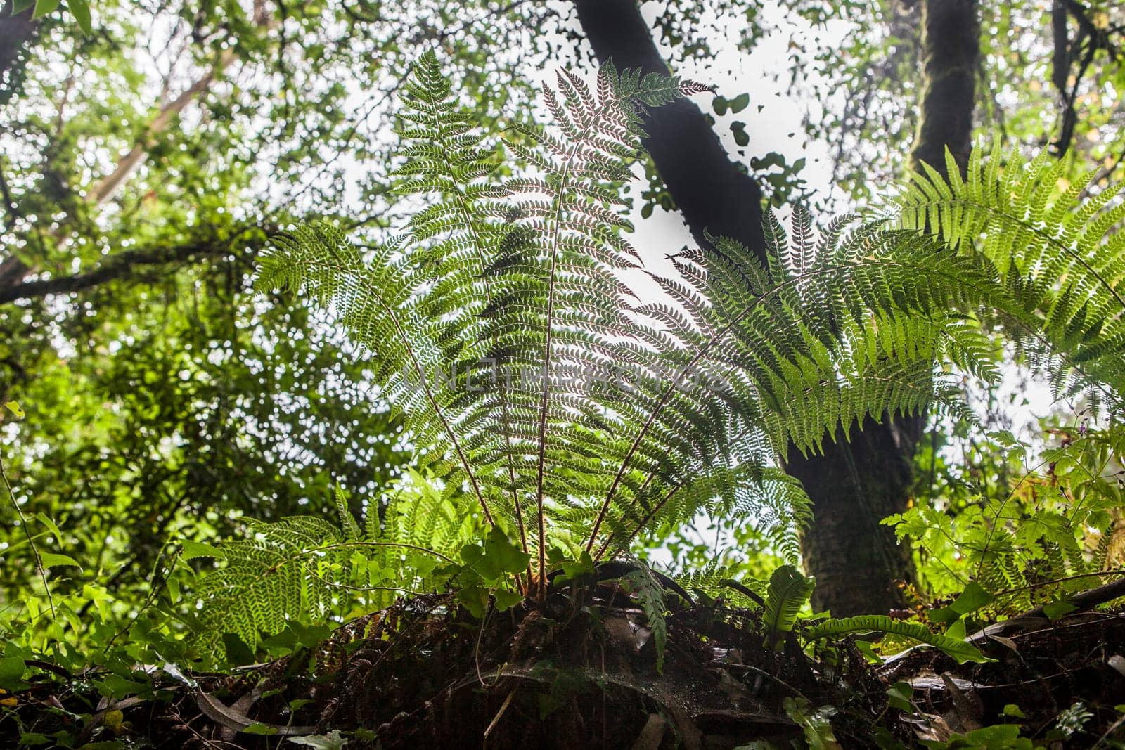 Dryopteris aemula fern growing beside Produndu River, Villaviciosa, Asturias, Spain. Low angle view
