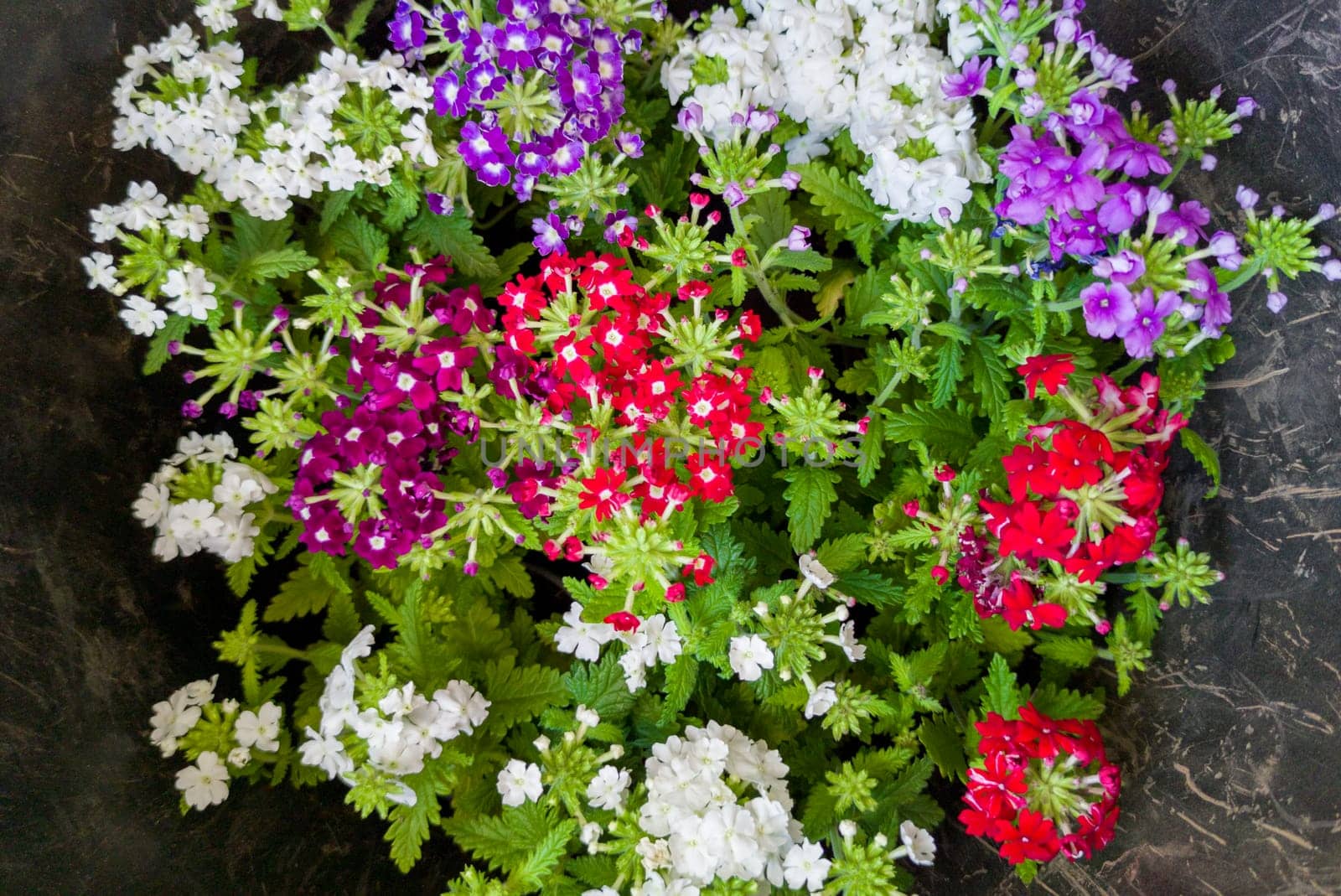 Plastic tray filled with petunia plants ready to be planted on an urban walkway. Urban gardening services
