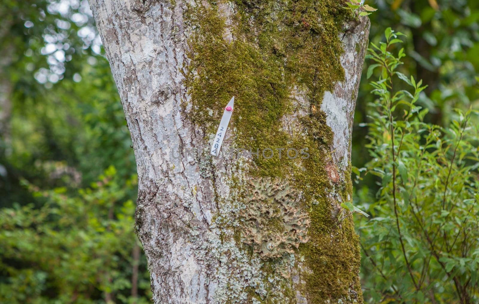 Tree bark full of lichens inventoried and identified with a numbered label. Selective focus