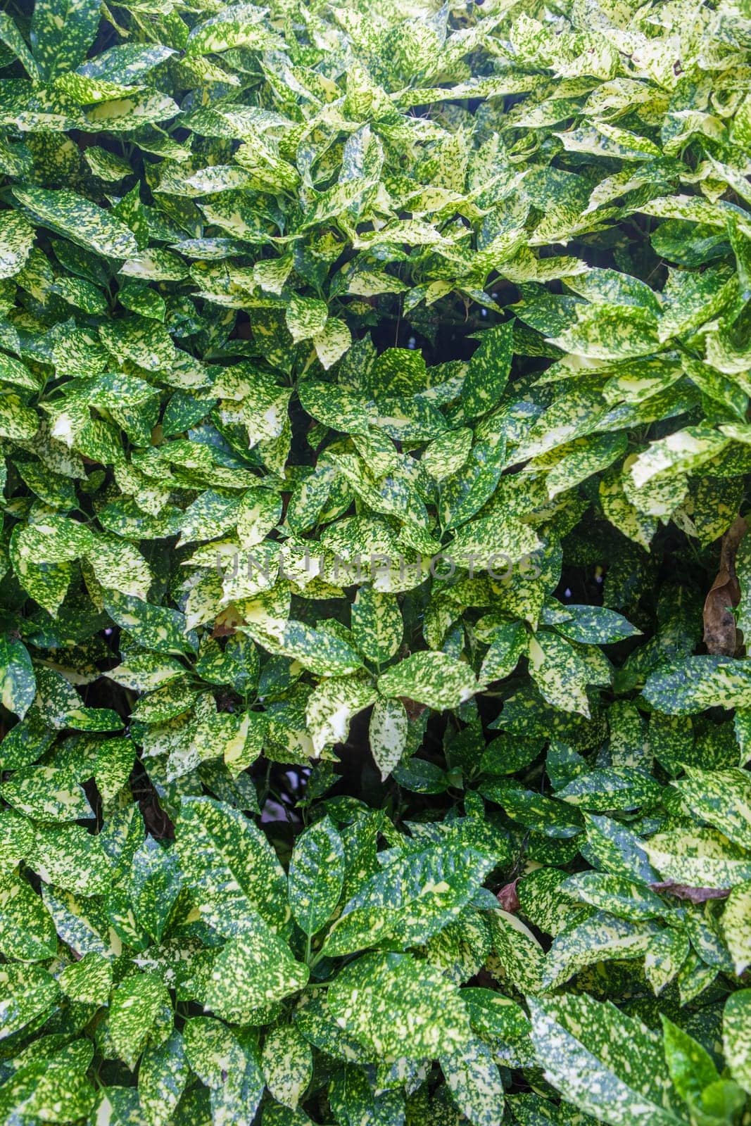 Aucuba japonica or Japanese laurel, planted as informal hedge. Selective focus