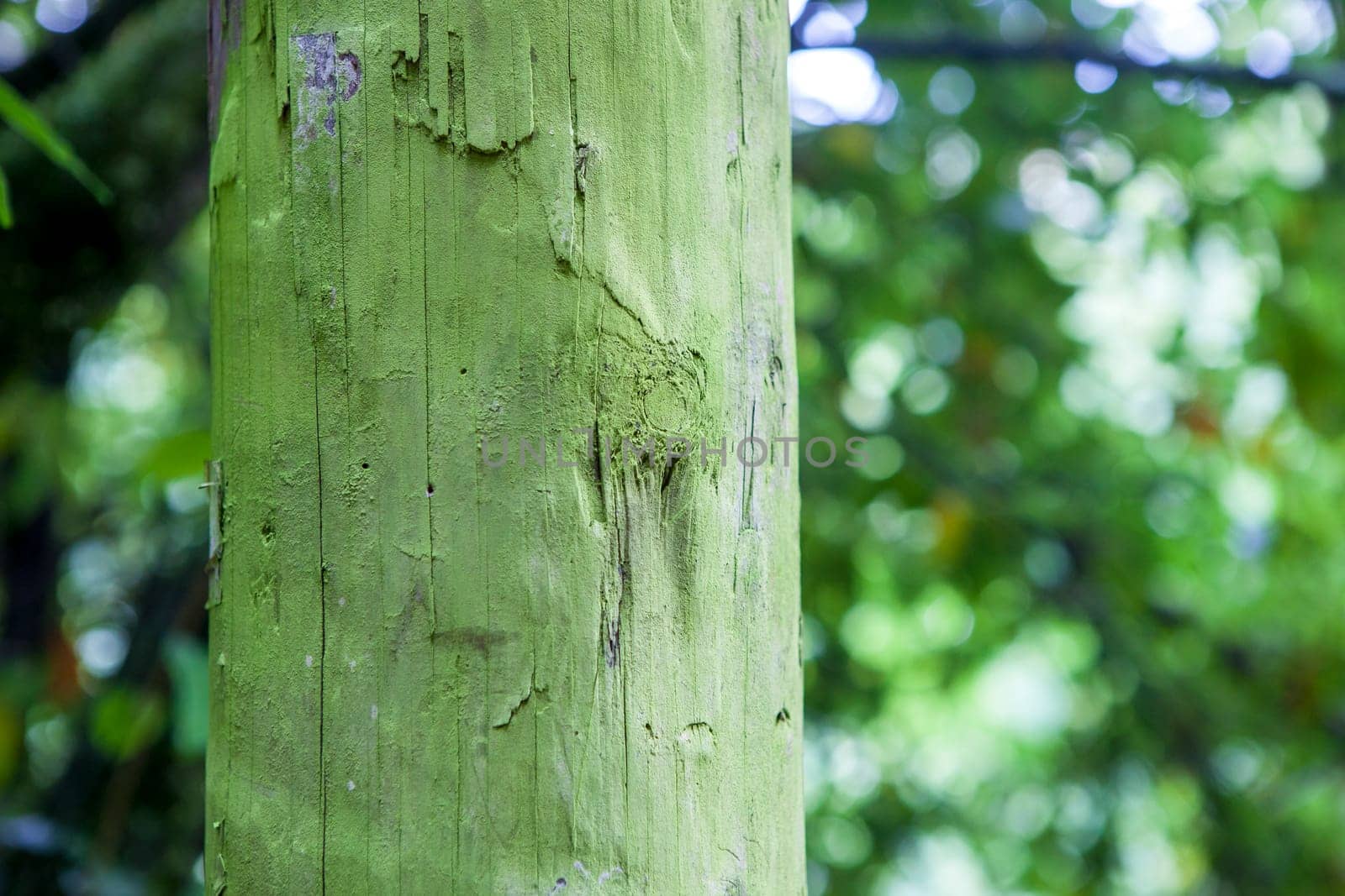 Intense green lichen covered wooden utility pole, Asturias, Spain