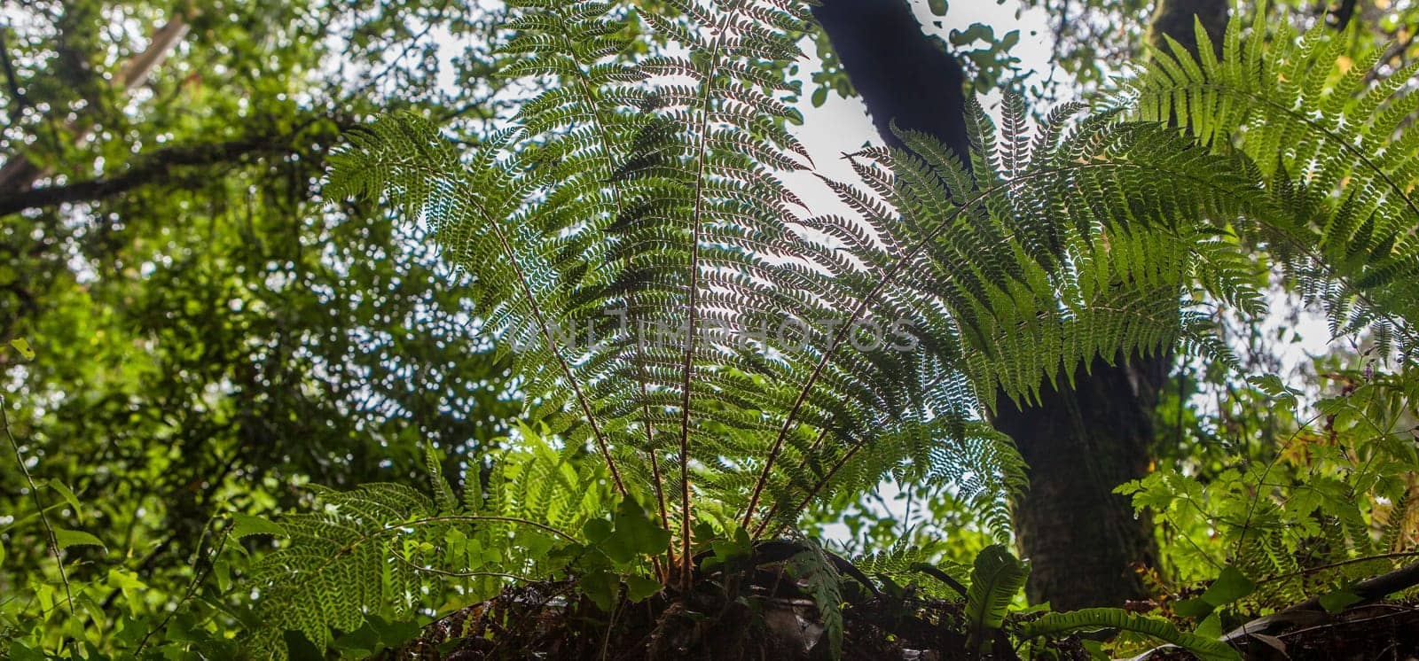 Dryopteris aemula fern growing beside Produndu River, Villaviciosa, Asturias, Spain. Low angle view