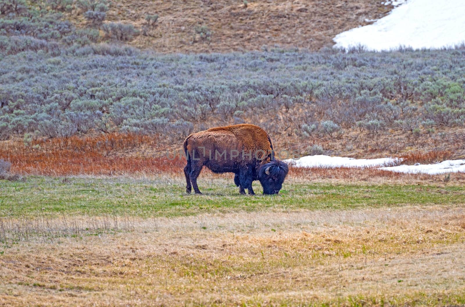 Bison Grazing in the Hayden Valley in Yellowstone National Park in Wyoming