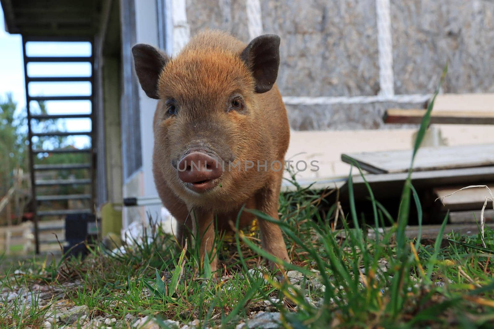 A cute young brown pot-bellied pig