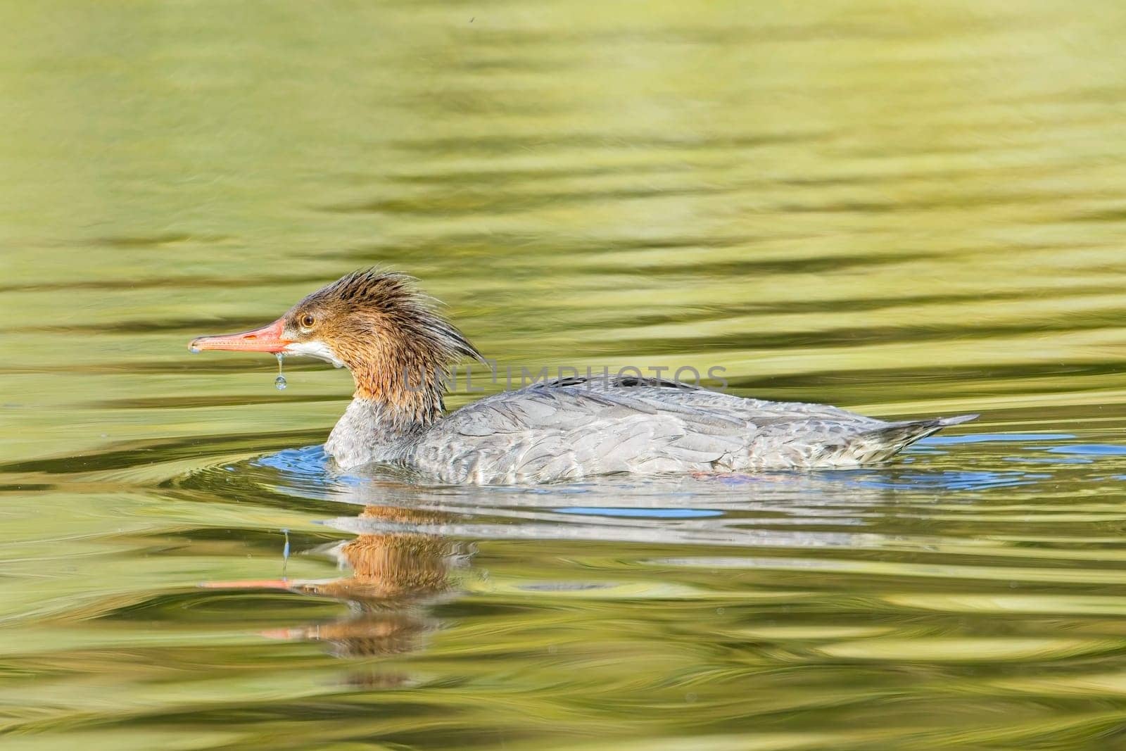 A female common merganser swims in the calm water in Spokane, Washington.