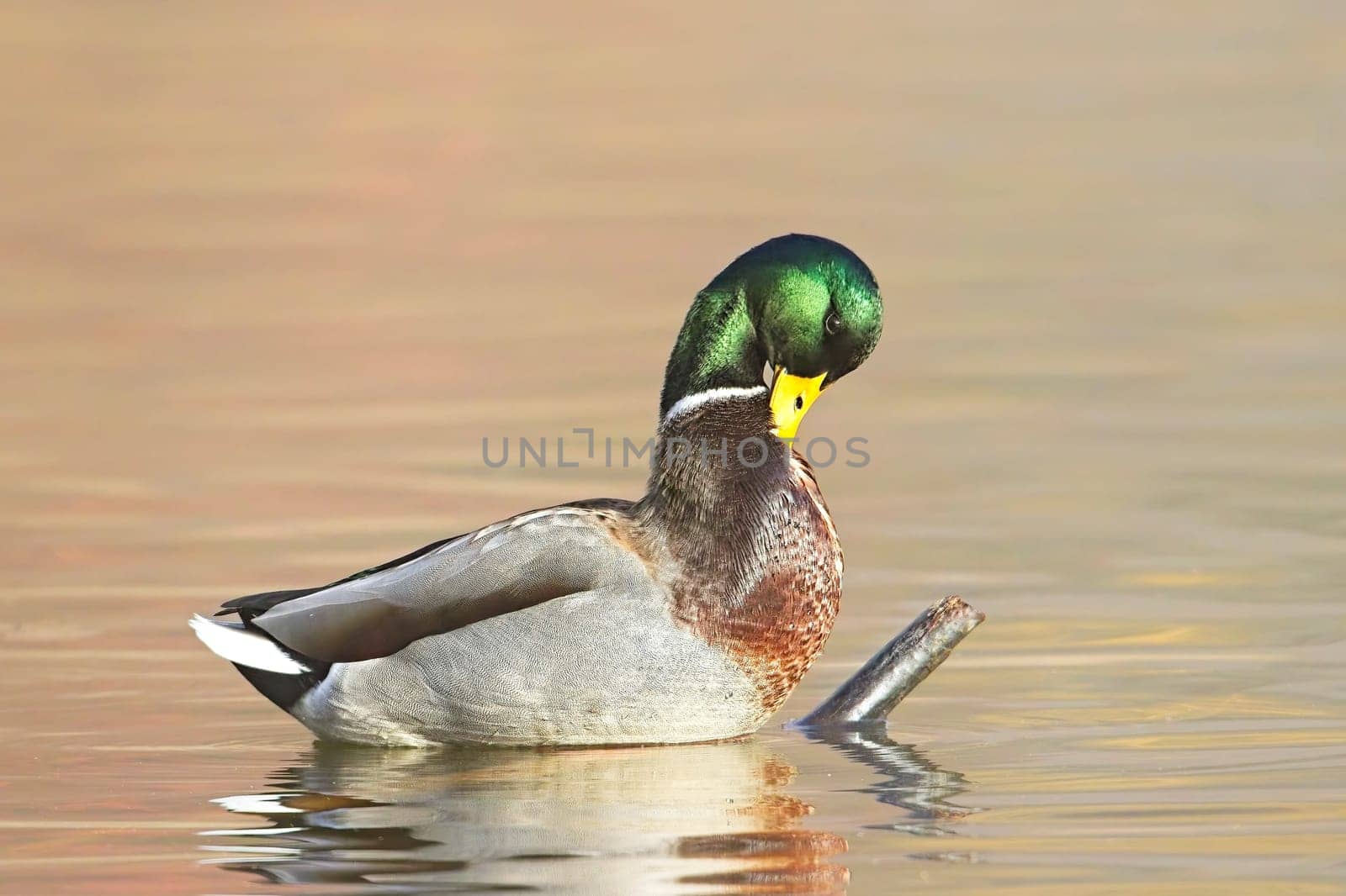 A male mallard standing on a stick in the water preens itself in Spokane, Washington.