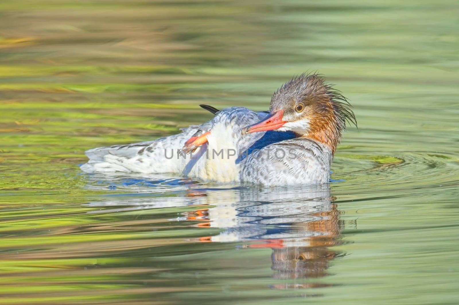 A female common merganser preens itself while swimming in a pond in Spokane, Washington.
