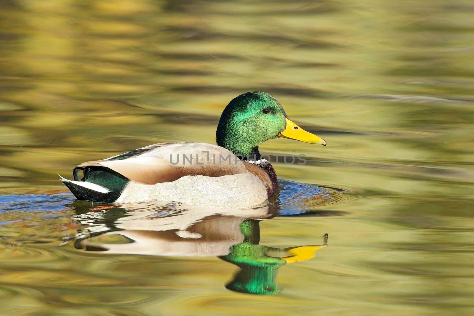 A male mallard casting a reflection swims in calm water in Spokane, Washington.