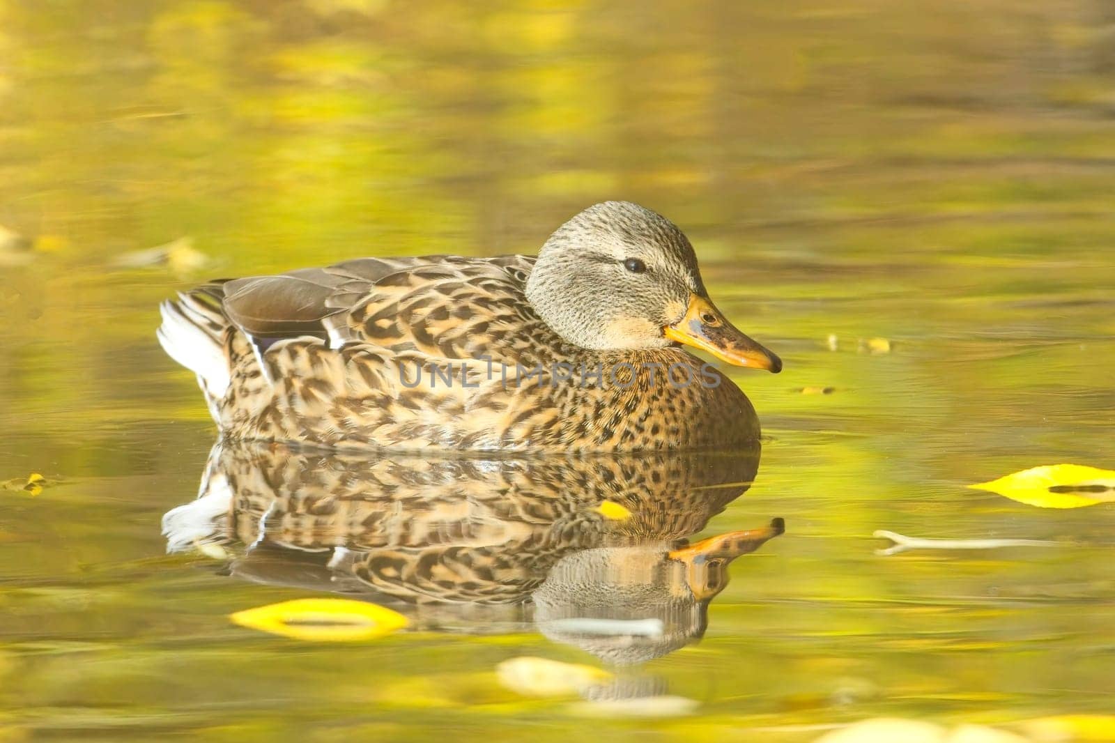 A female mallard duck swims in a calm pond in Spokane, Washington.