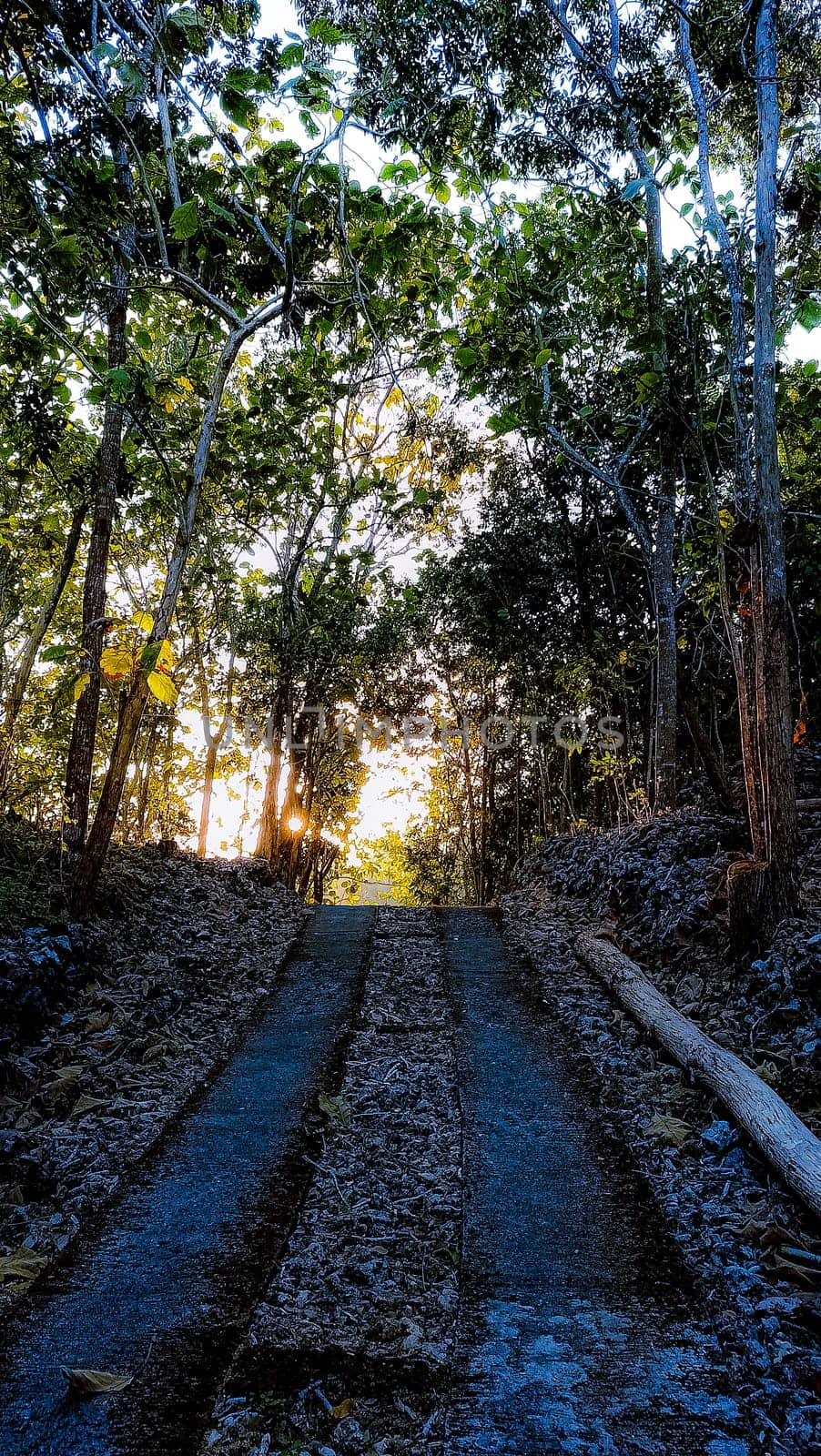 A serene forest pathway bathed in the golden glow of sunset, surrounded by lush trees and natural beauty, creating a peaceful and tranquil atmosphere.