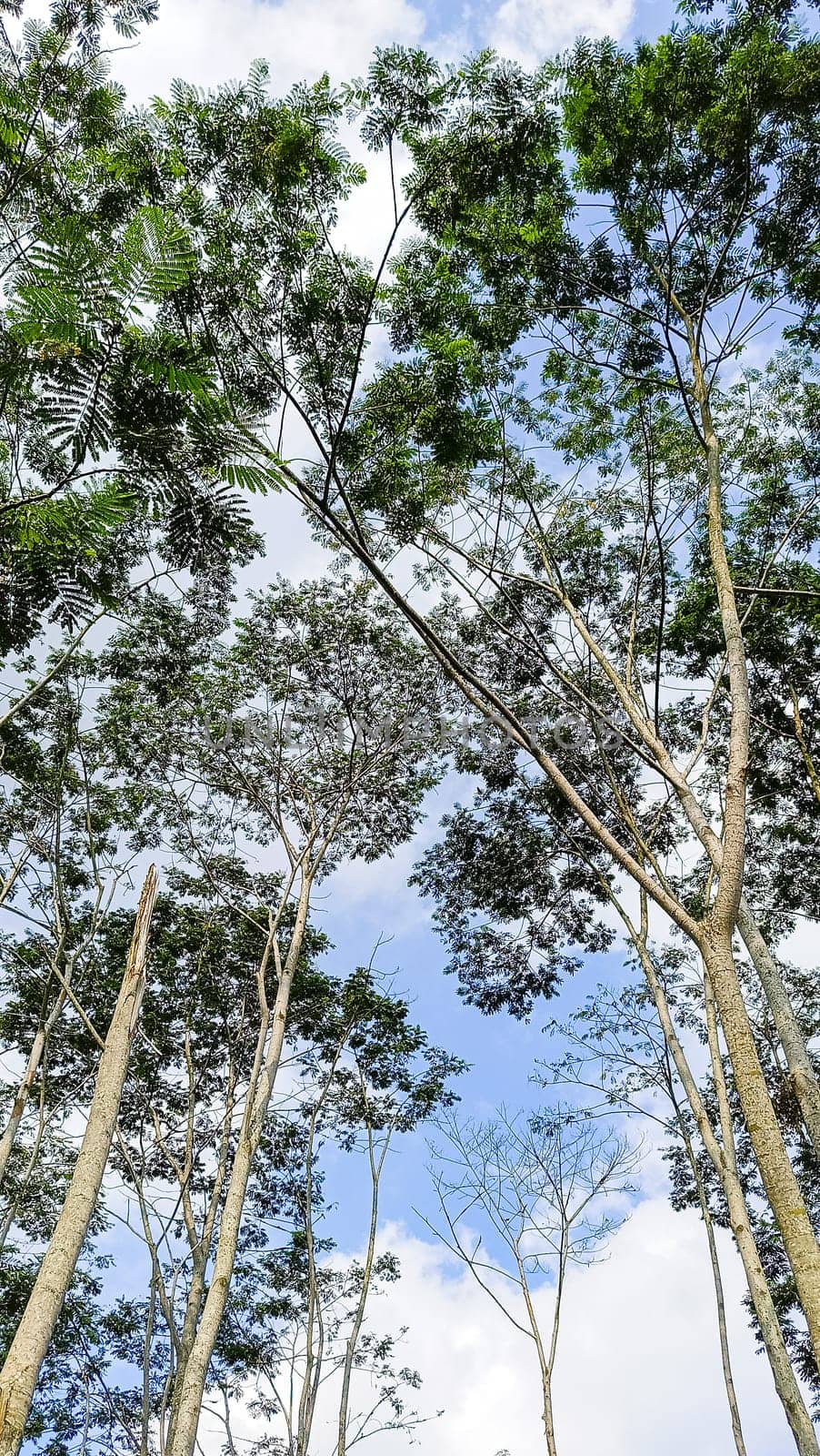 A forest with many trees. The trees are tall and green. The forest is full of life and is a peaceful place to be