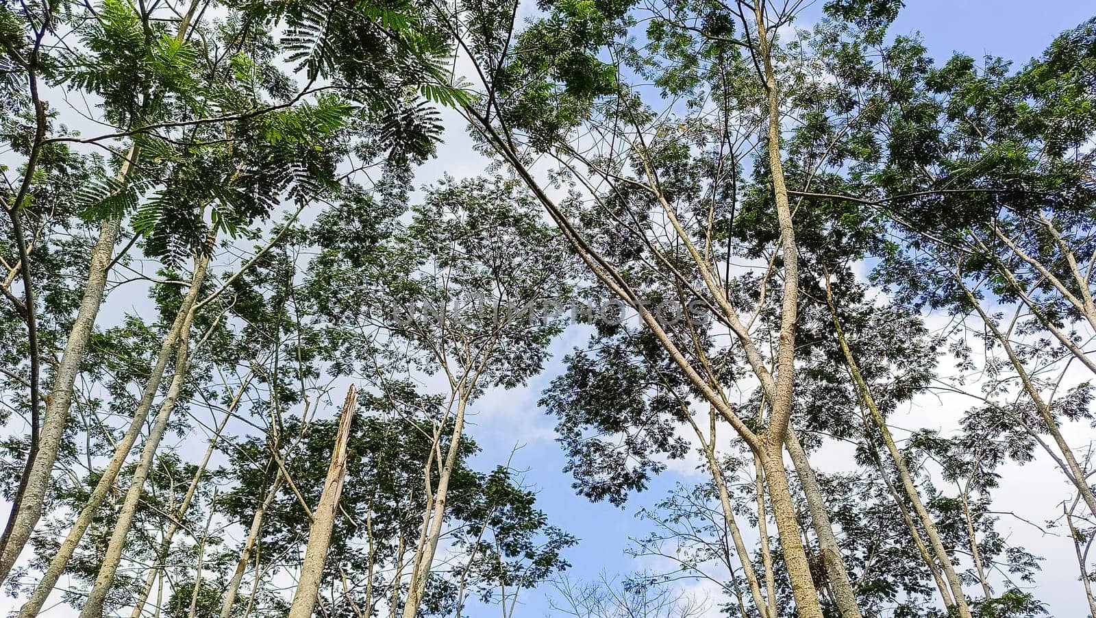 A forest with many trees. The trees are tall and green. The forest is full of life and is a peaceful place to be