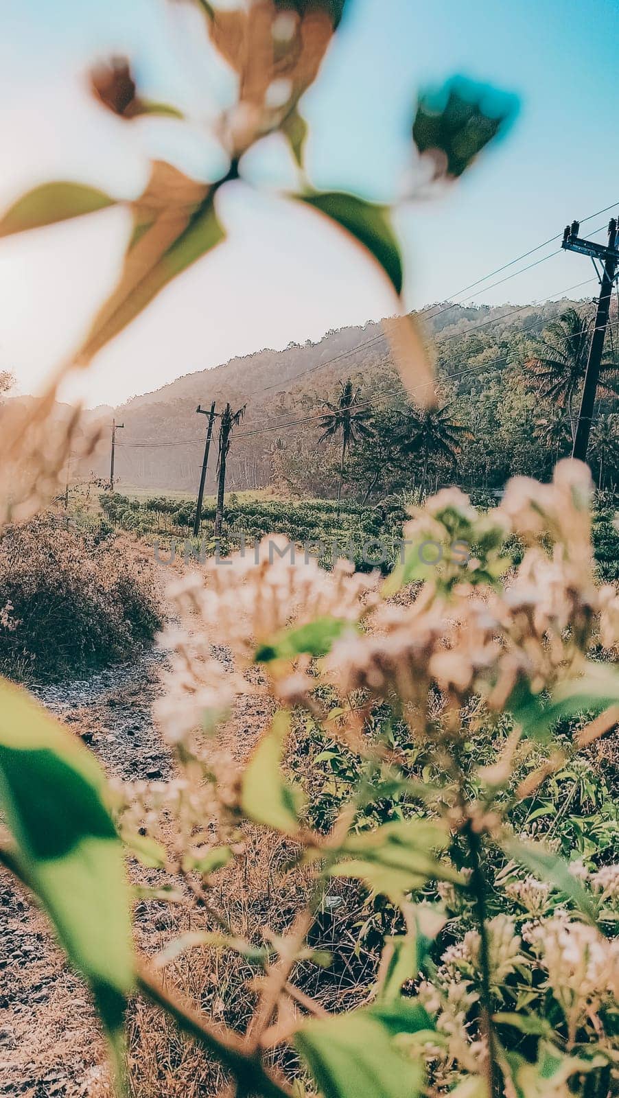 Beautiful rural landscape showcasing gentle hills, power lines, and vibrant foliage under a clear blue sky. Captures the serene charm and scenic beauty of nature in a tranquil setting.