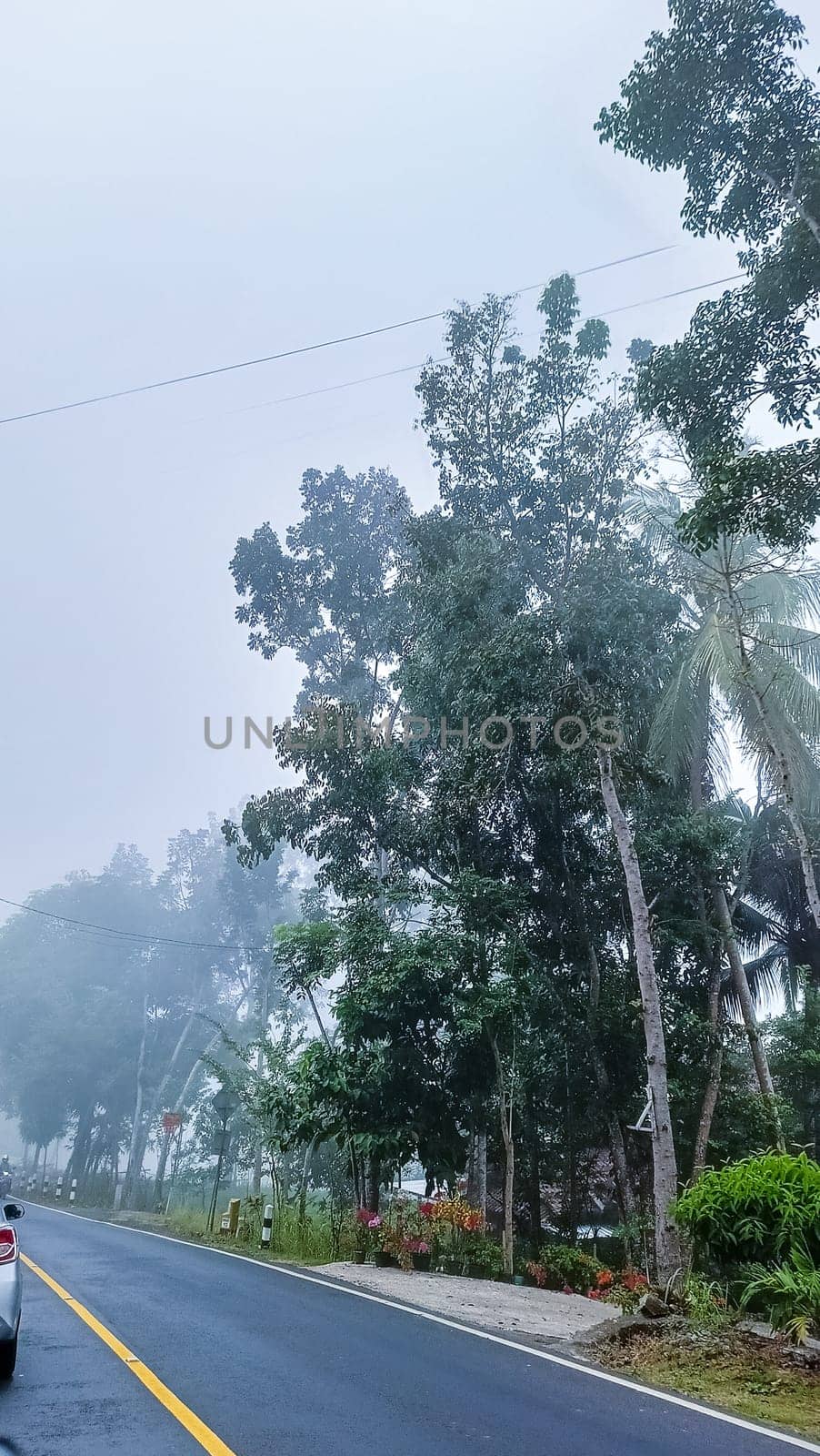 A serene roadside scene featuring a misty atmosphere with lush green trees and a car, capturing tranquility and nature's beauty.