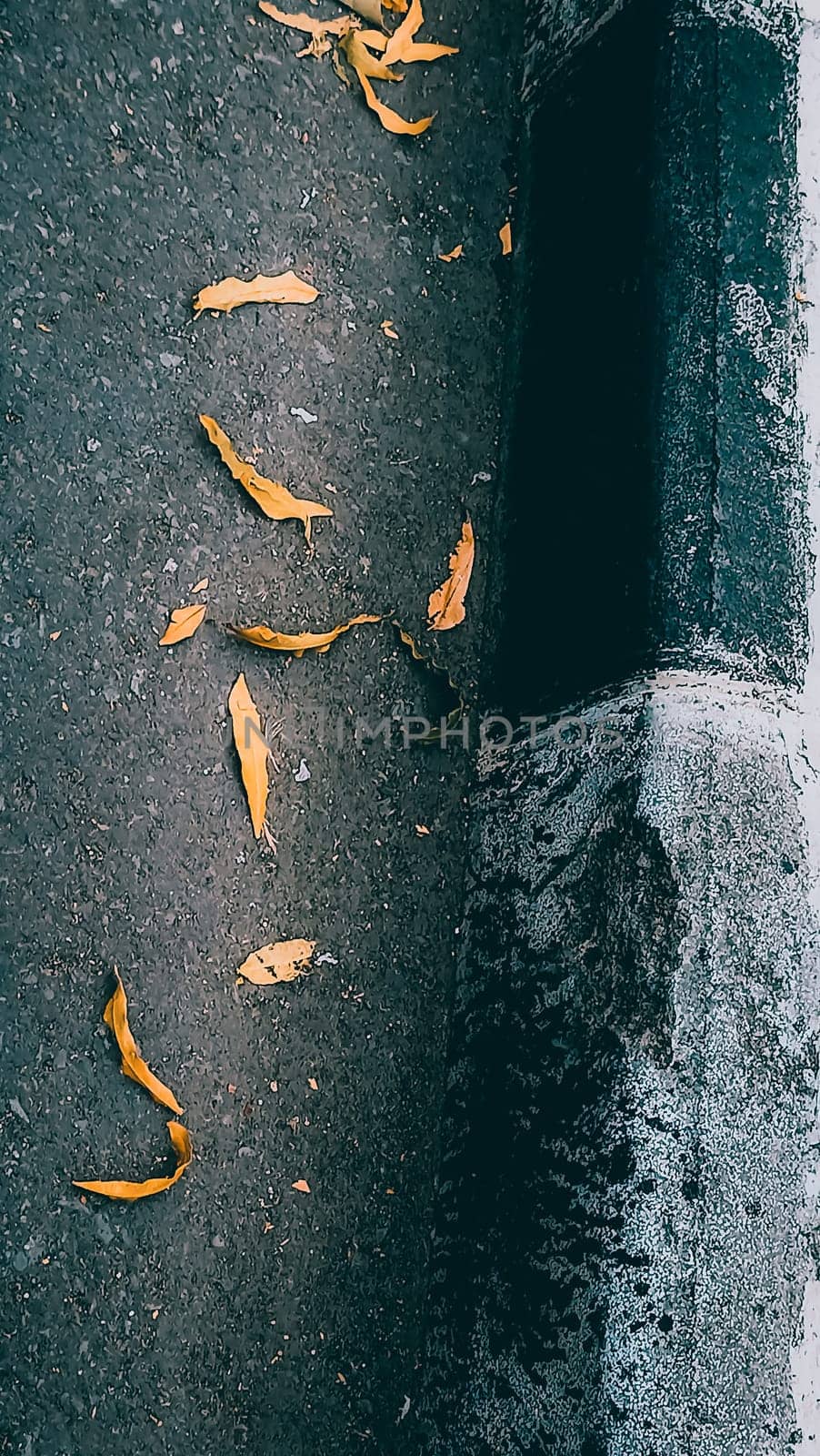 Scattered yellow leaves on a dark asphalt road, capturing the essence of autumn in an urban setting.