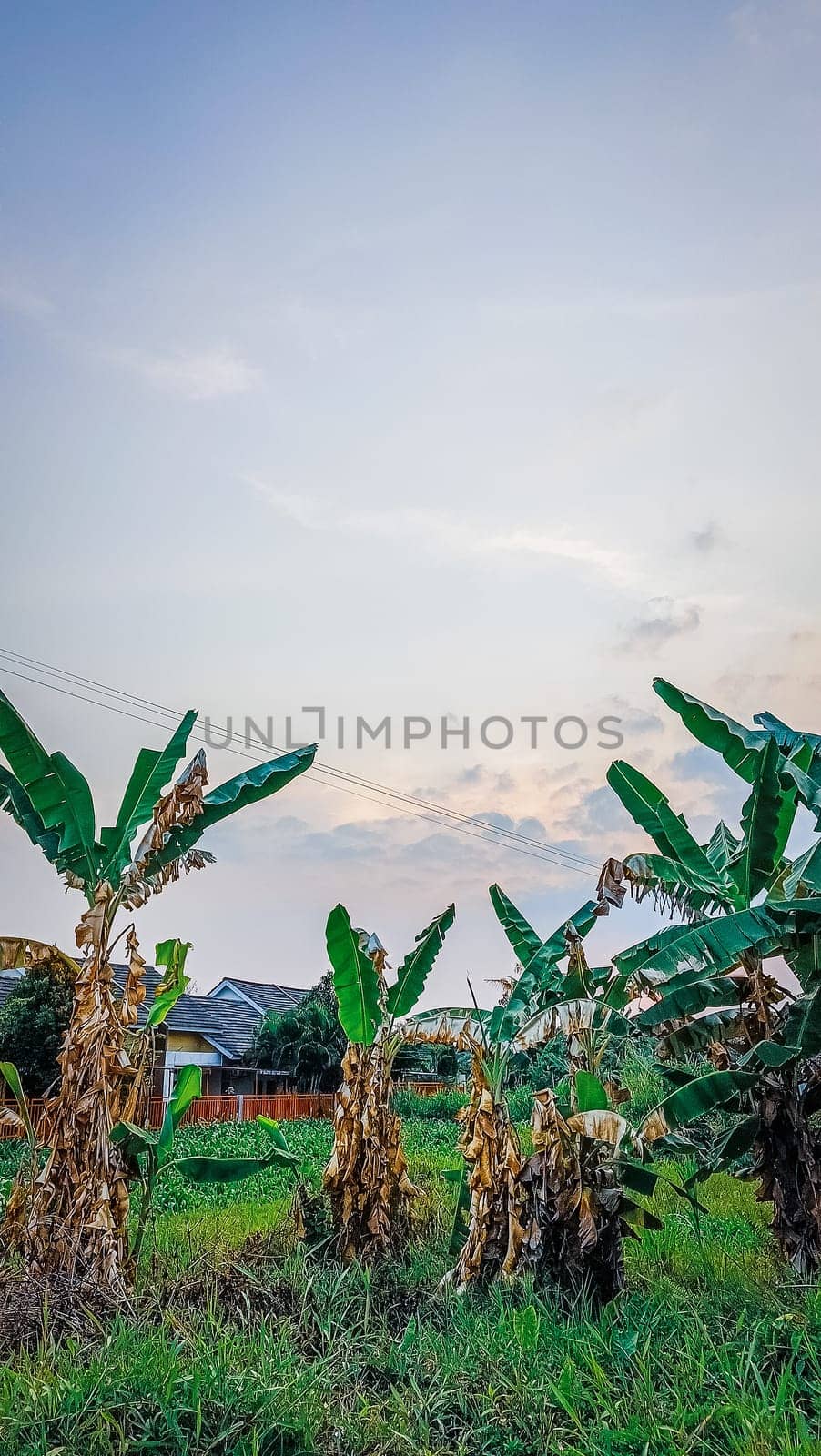 Lush green banana plantation under a serene blue sky. Rustic houses and a fence create a picturesque countryside scene. Perfect for agricultural and rural landscape themes.