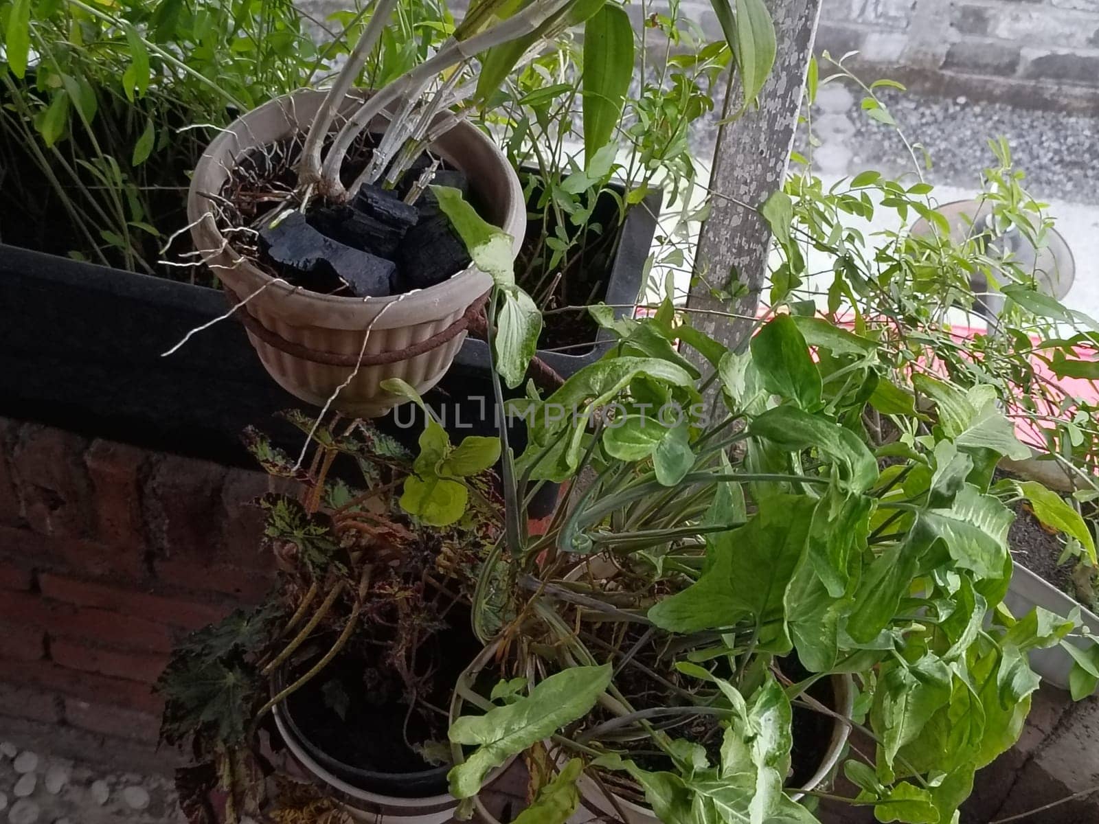 A plant is growing in a pot with a black object in the background. The plant is green and has leaves