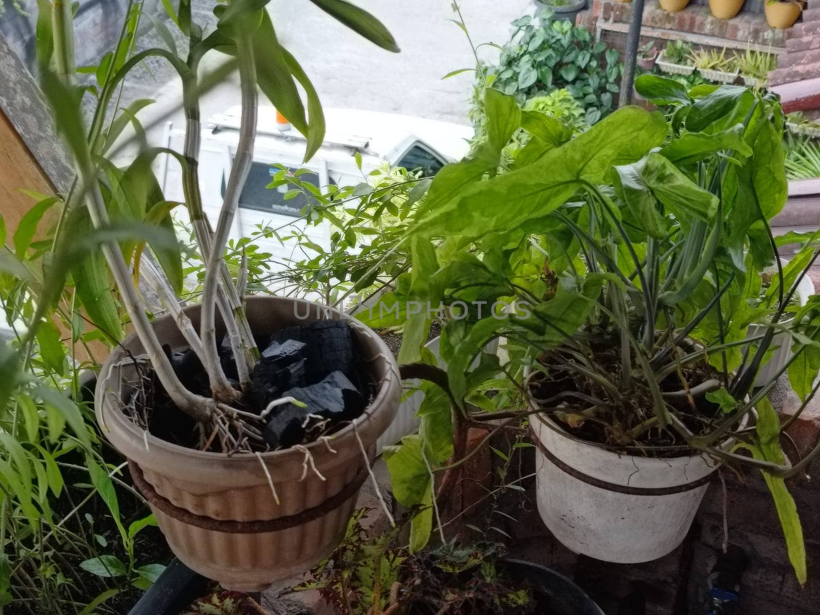 A plant is growing in a pot with a black object in the background. The plant is green and has leaves