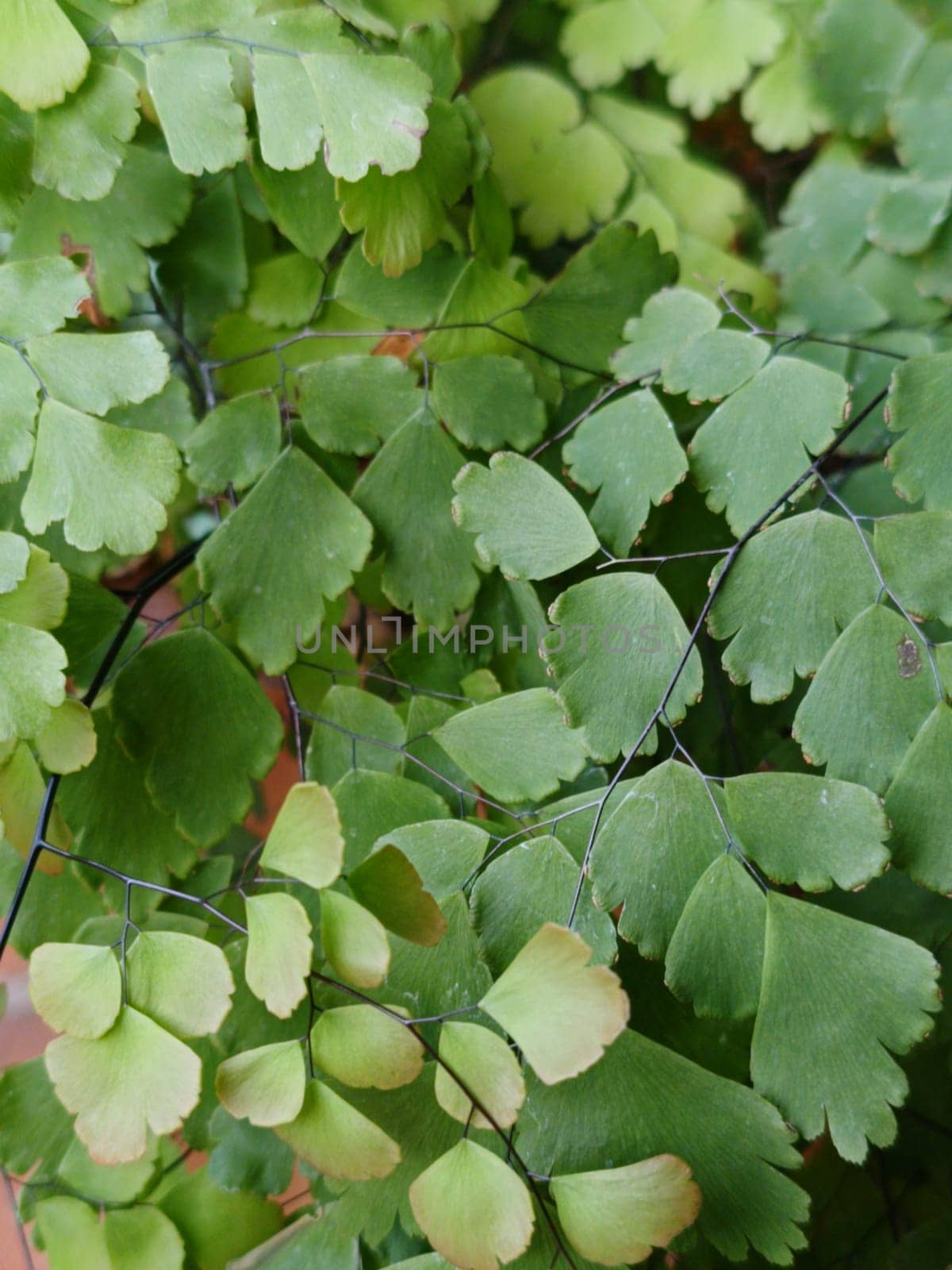 The background image that is green, the colors of the autumn leaves are perfect, suitable for seasonal use. Green plant gives a calm feeling to the owner.